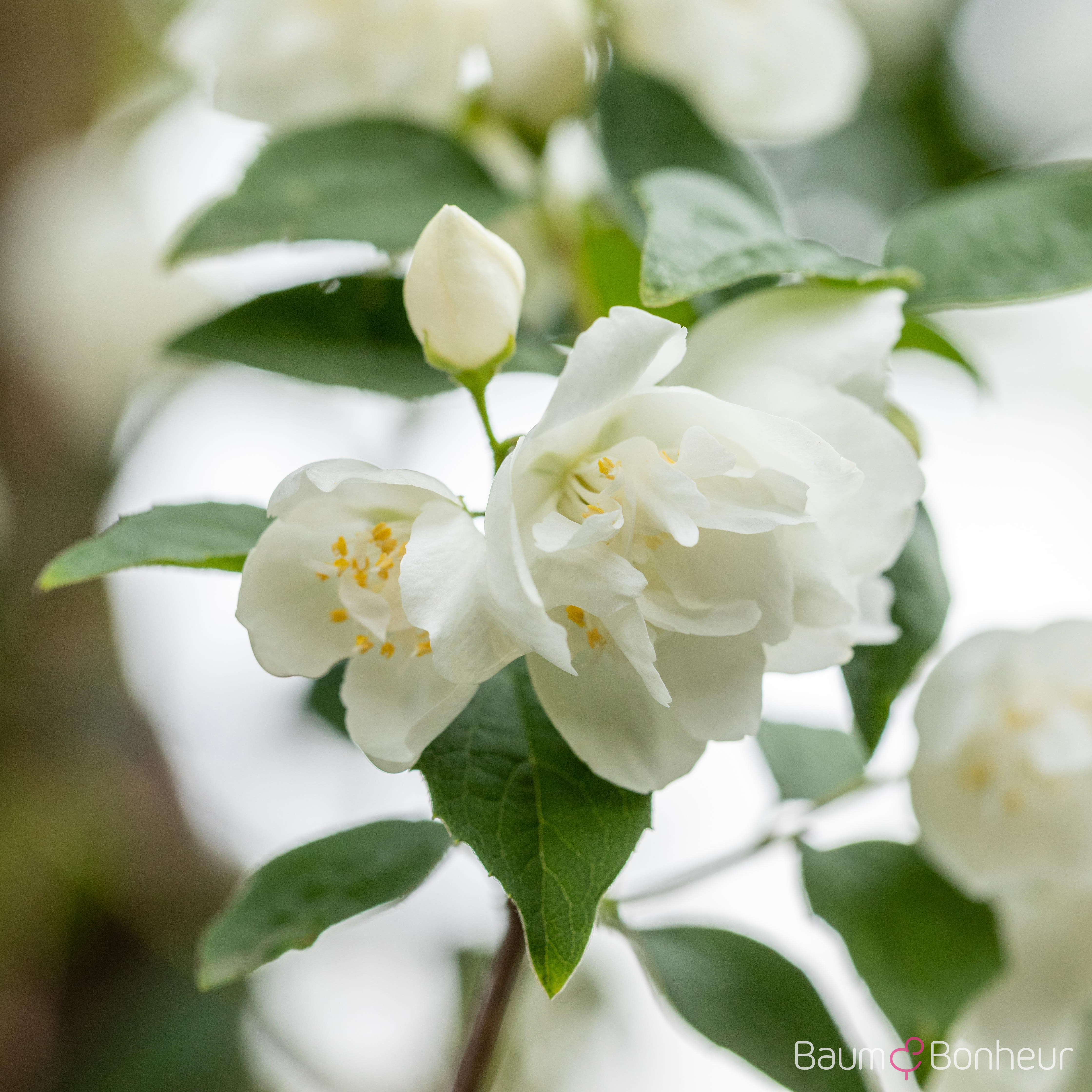 Philadelphus 'Virginal'
