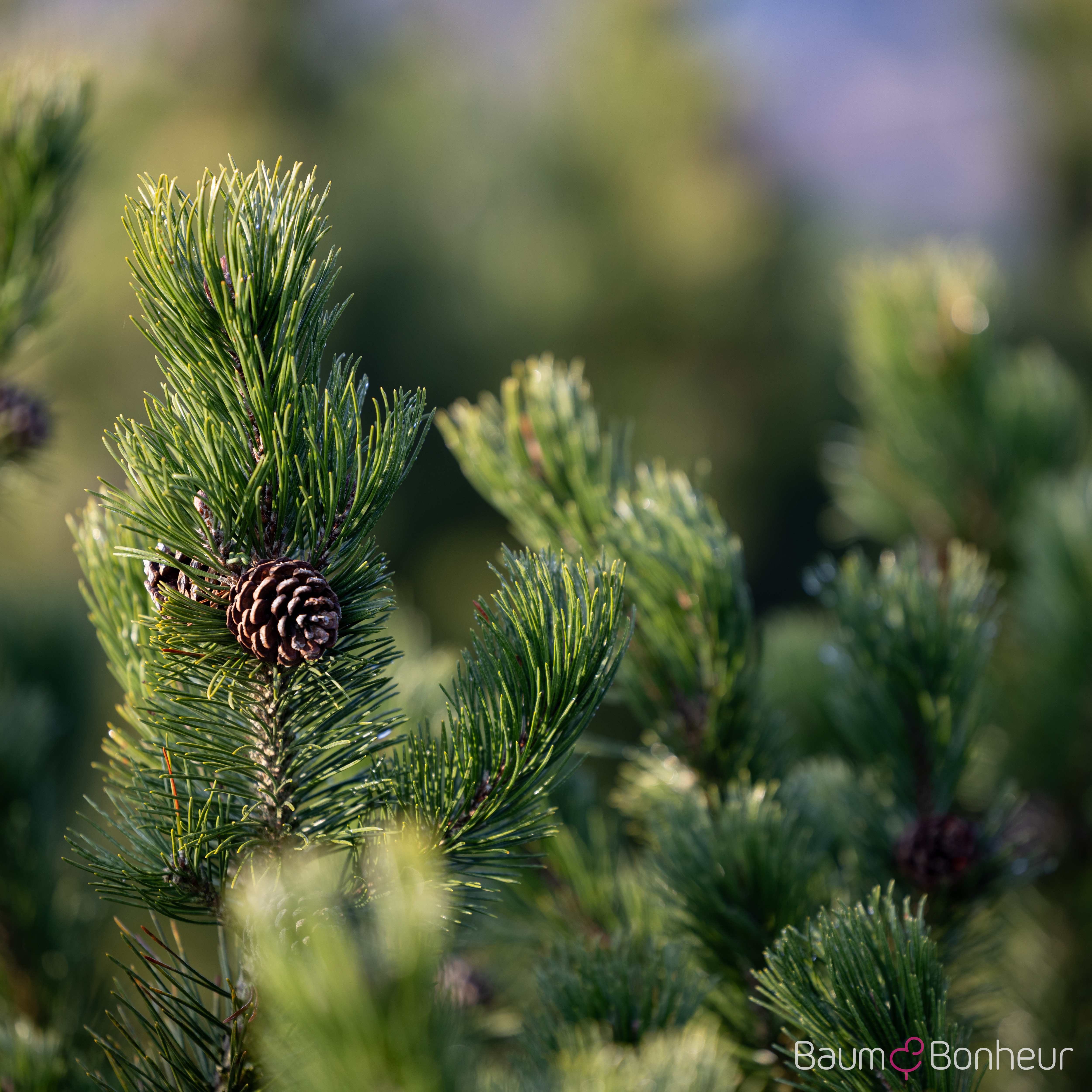 Pinus mugo mughus