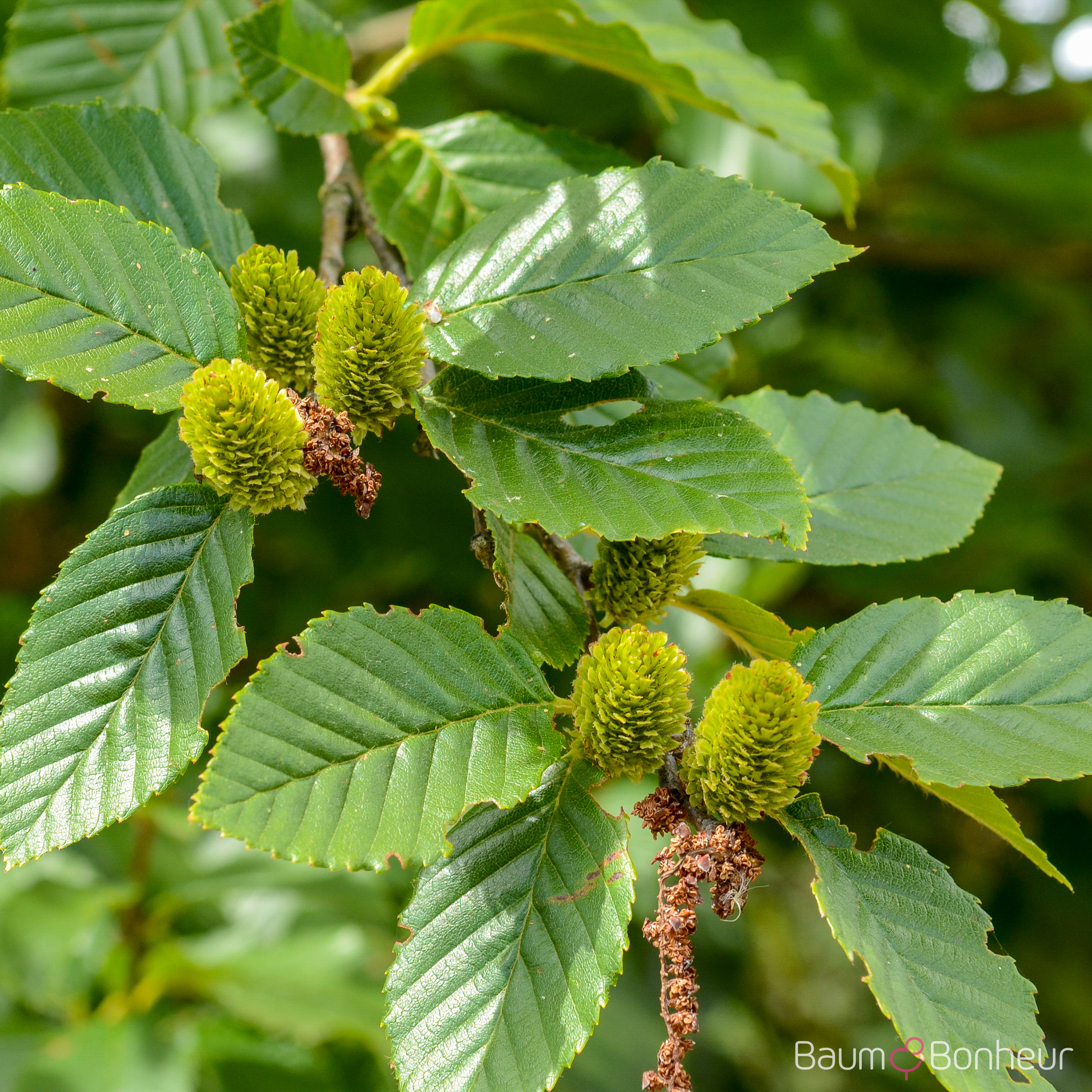 Betula medwediewii