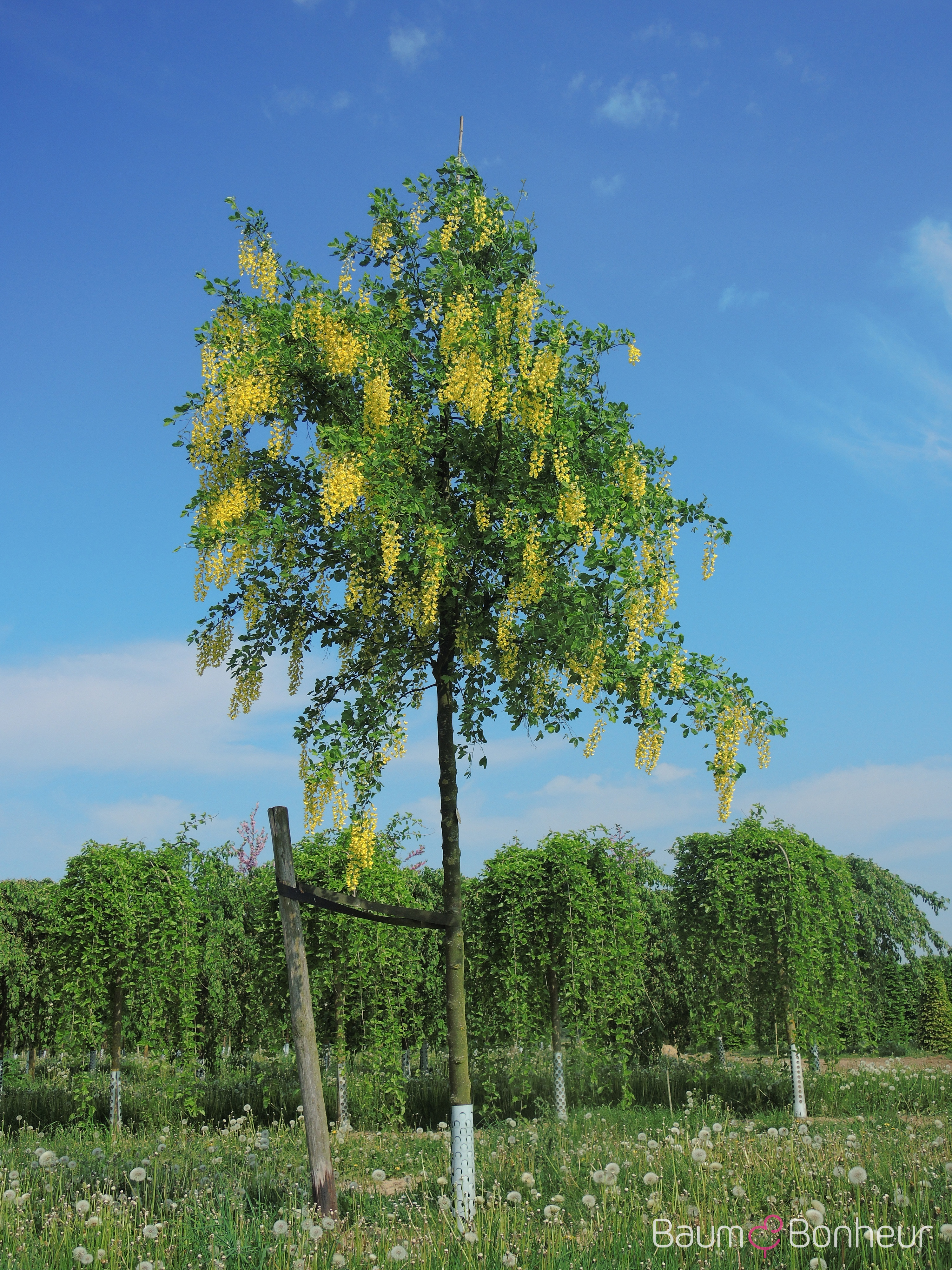 Laburnum x watereri 'Vossii'