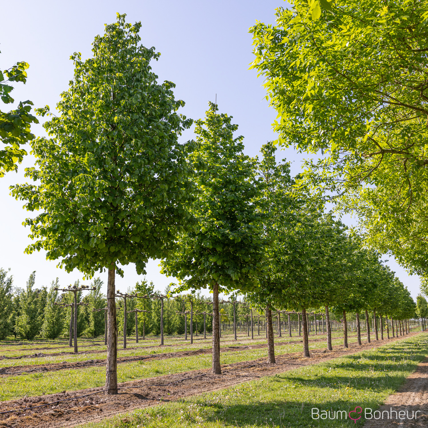 Corylus colurna