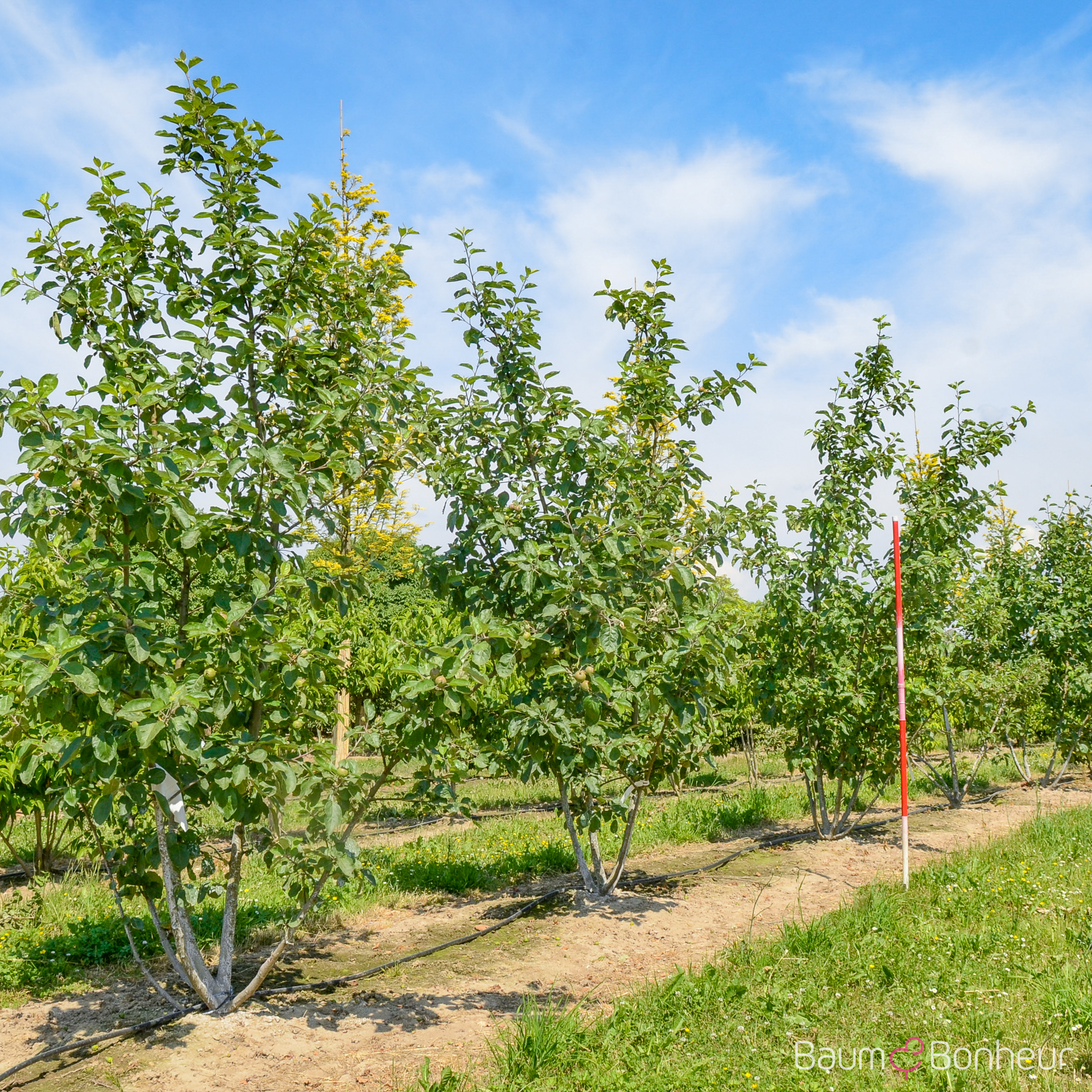Malus 'Roter Boskoop'