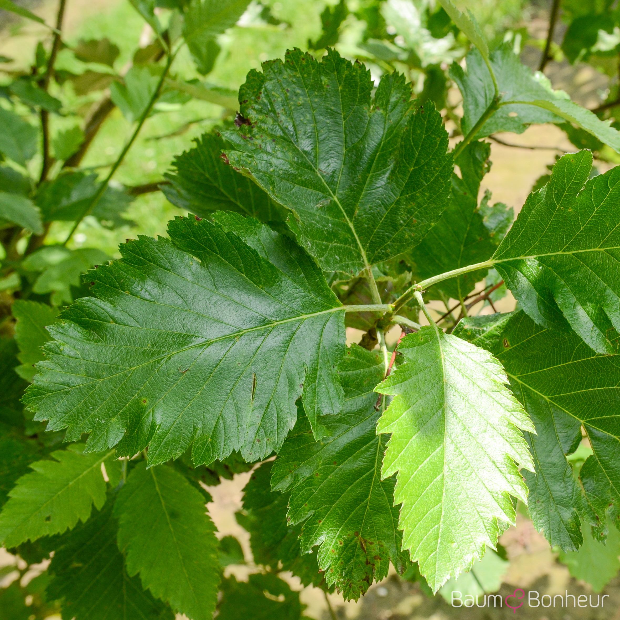 Sorbus intermedia