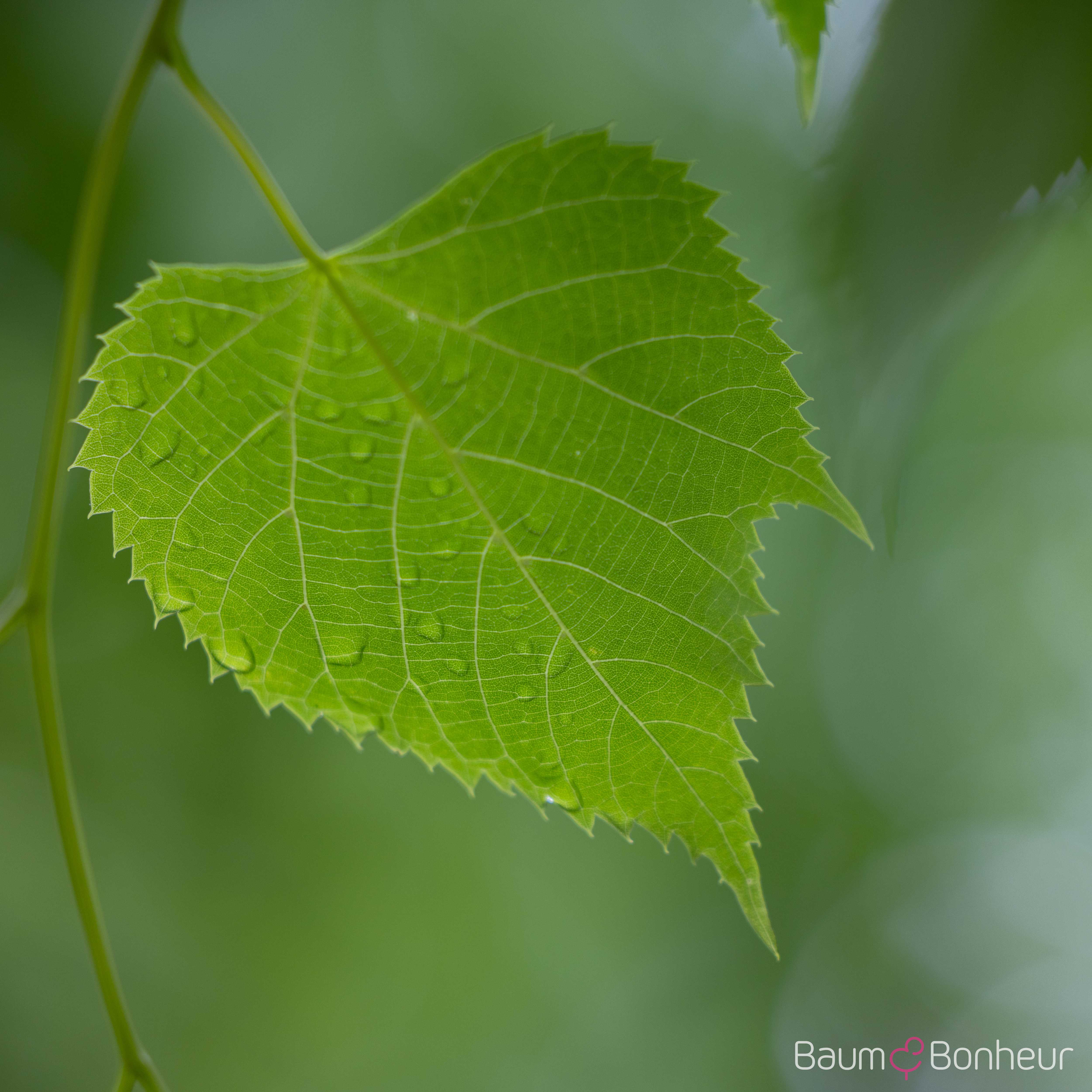 Tilia mongolica 'Buda'