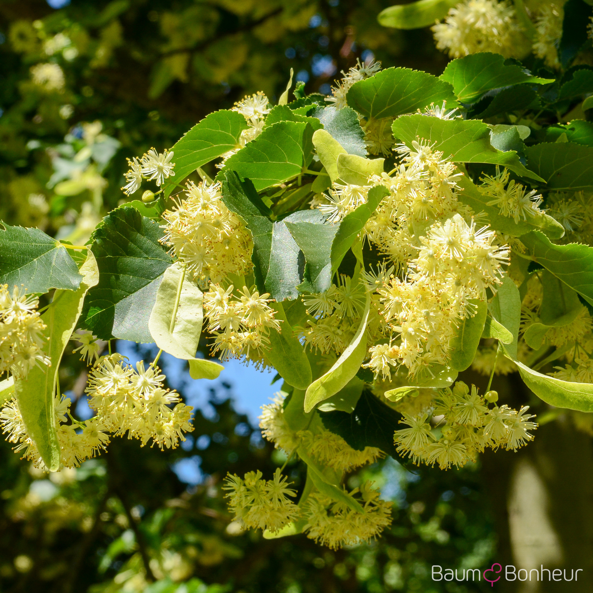 Tilia cordata 'Rancho'
