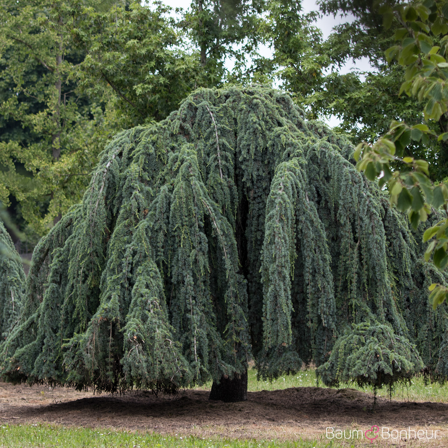 Cedrus atlantica 'Glauca Pendula'