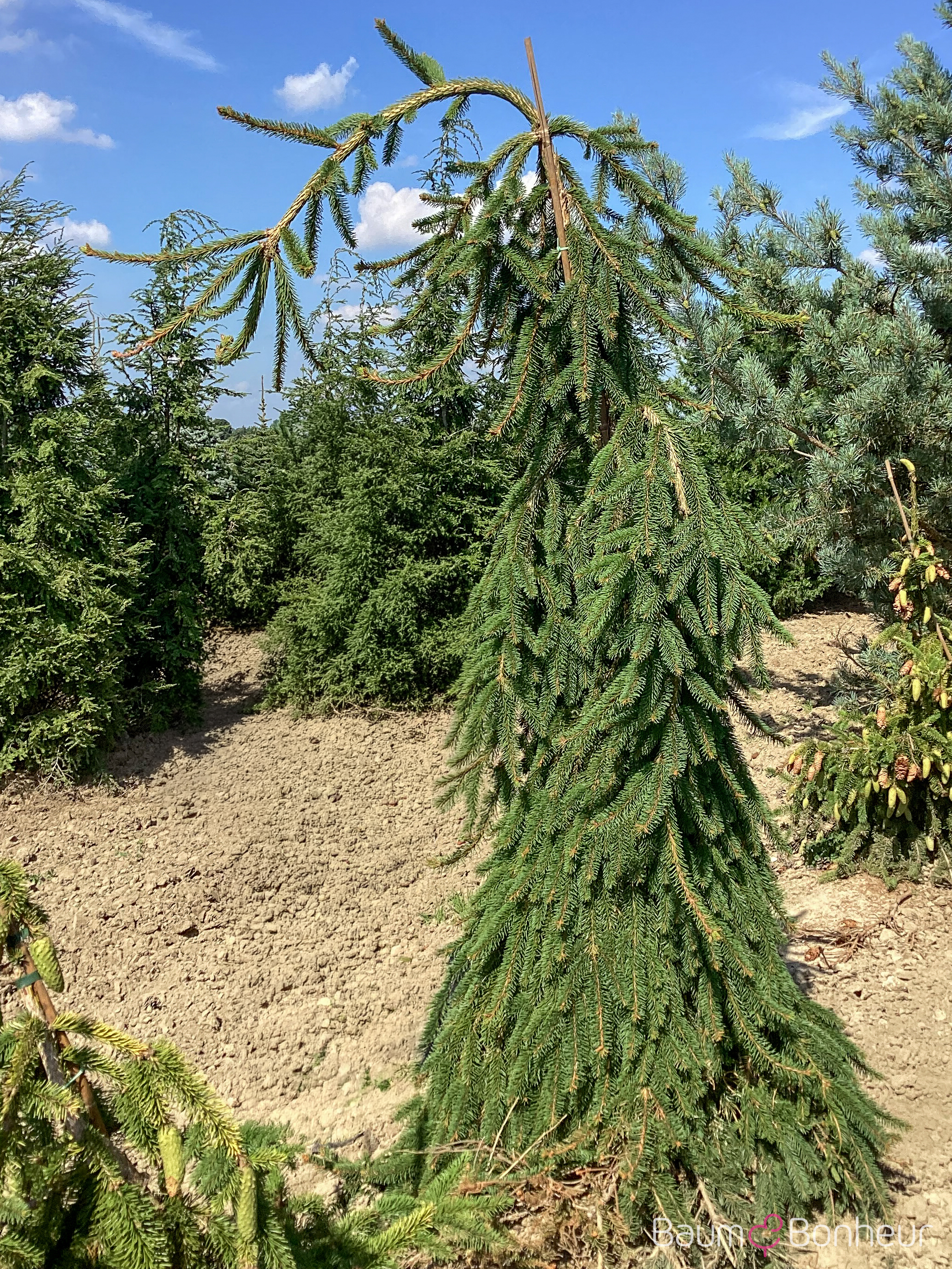 Picea abies 'Inversa'