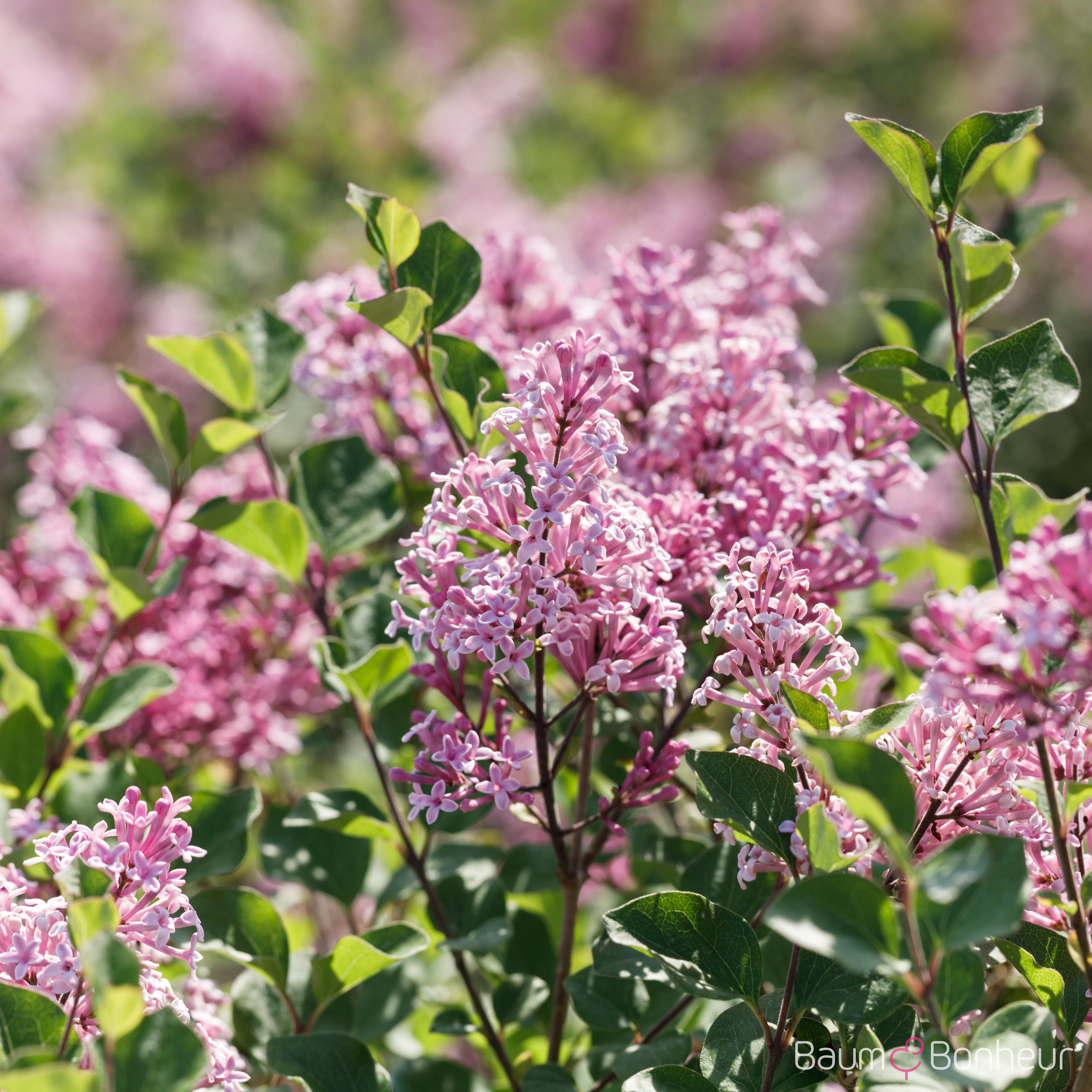 Syringa patula 'Miss Kim'