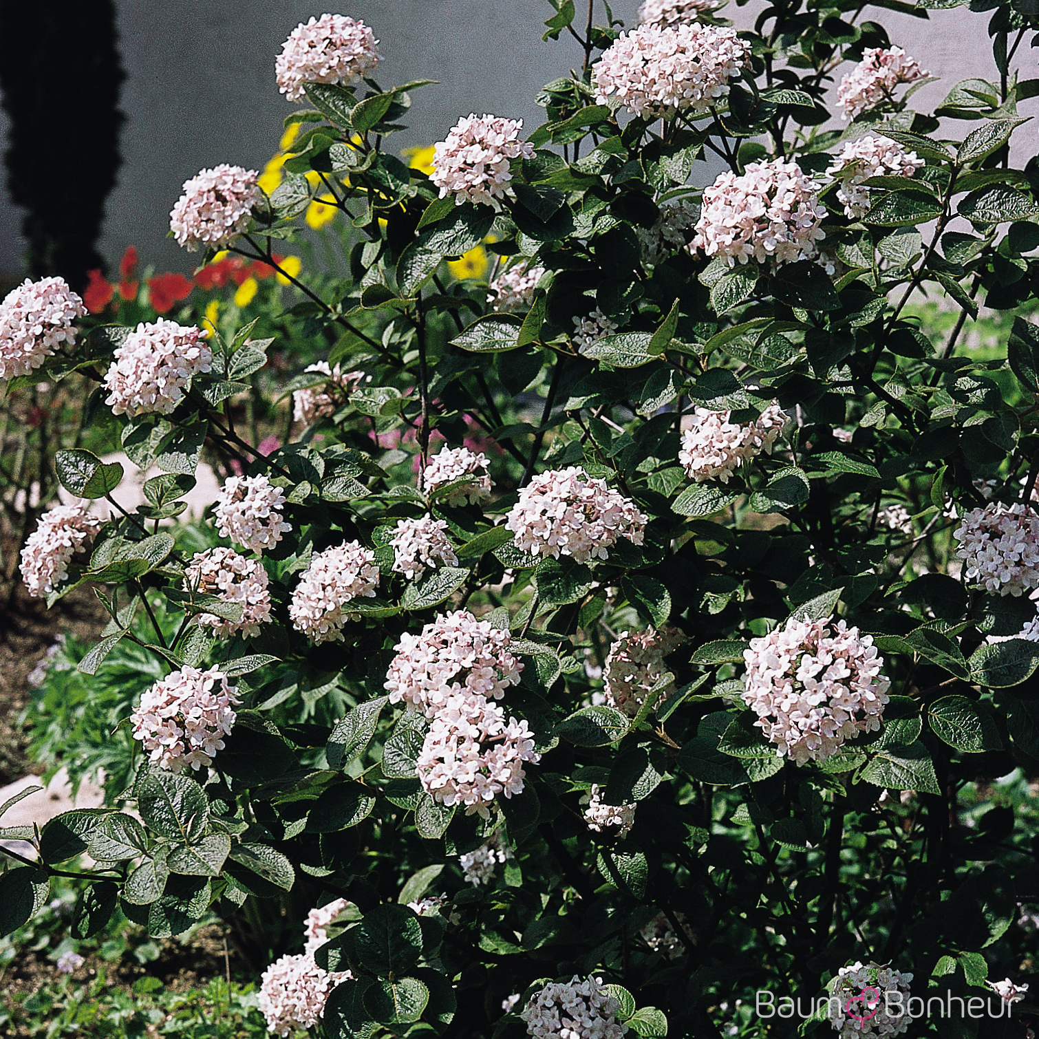 Viburnum carlesii
