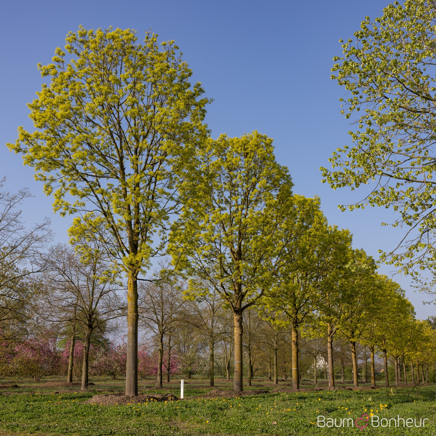 Acer platanoides 'Cleveland'