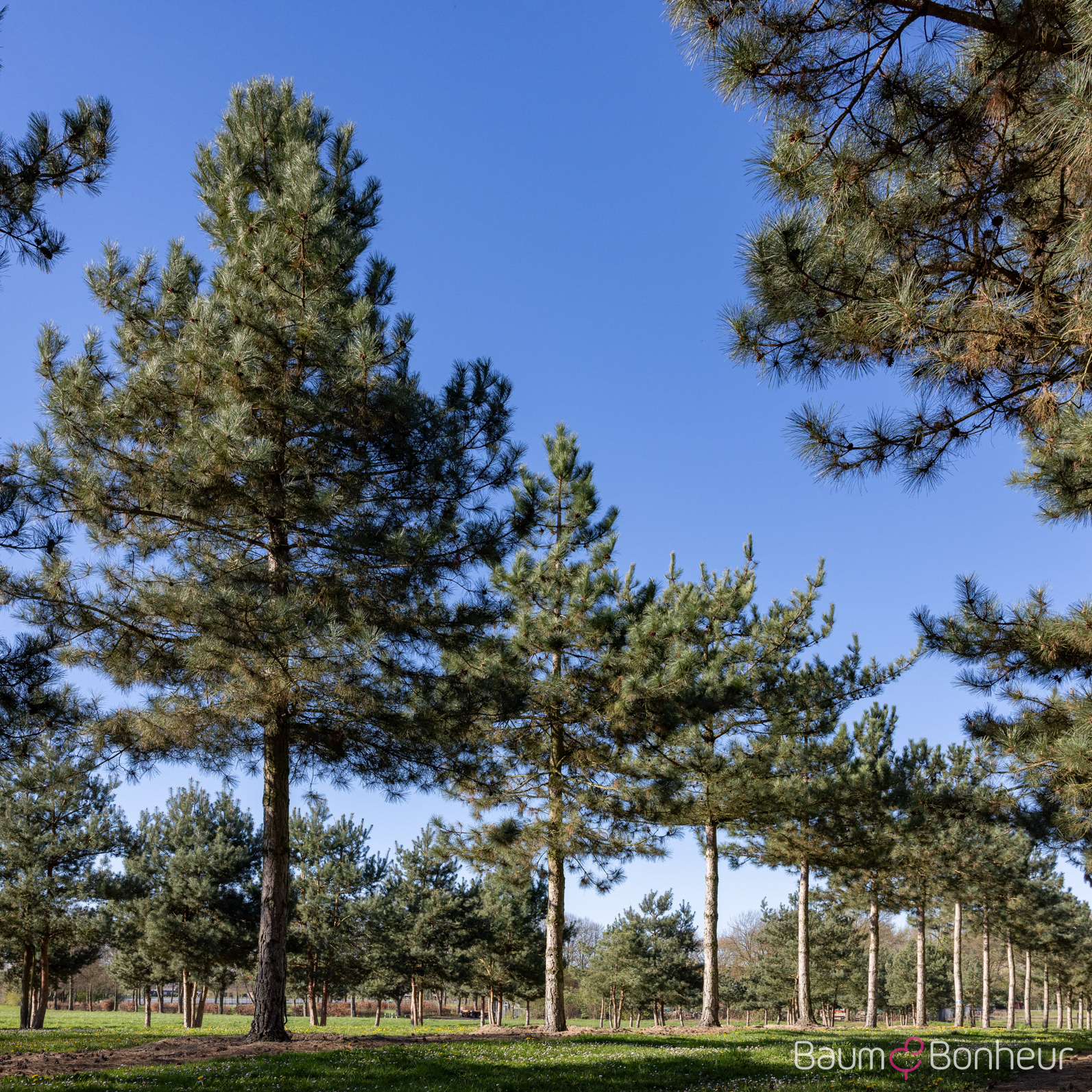 Pinus nigra laricio