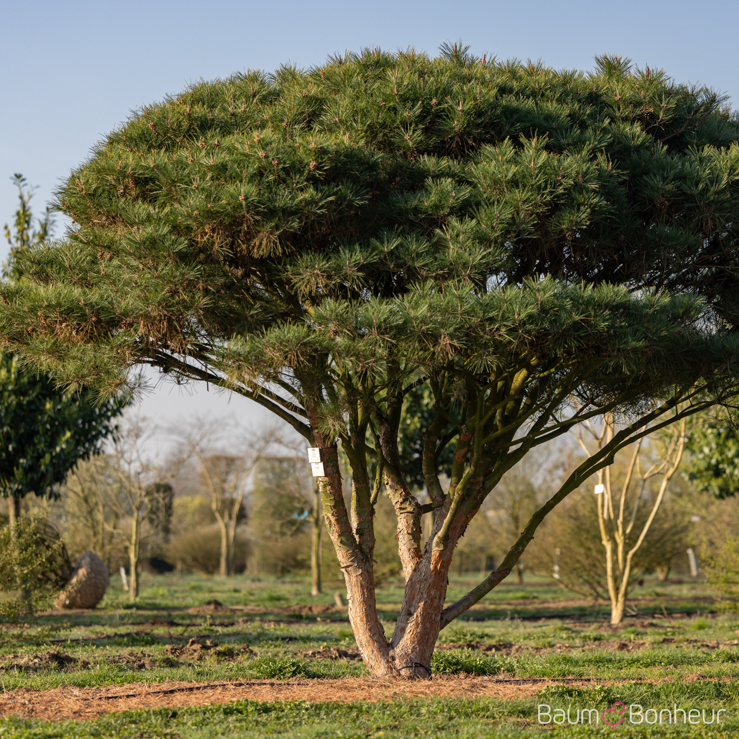 Pinus densiflora 'Umbraculifera'