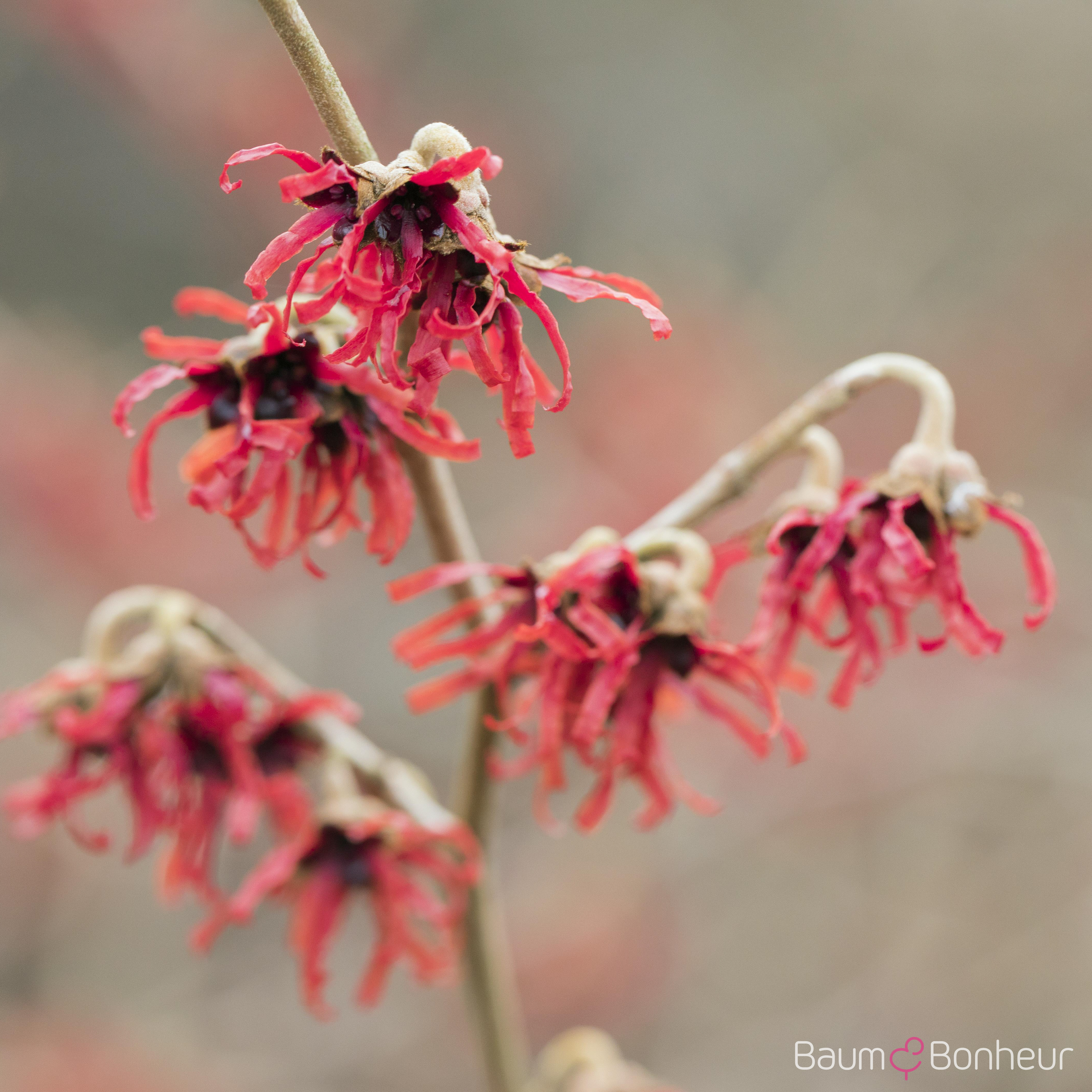 Hamamelis intermedia 'Diane'