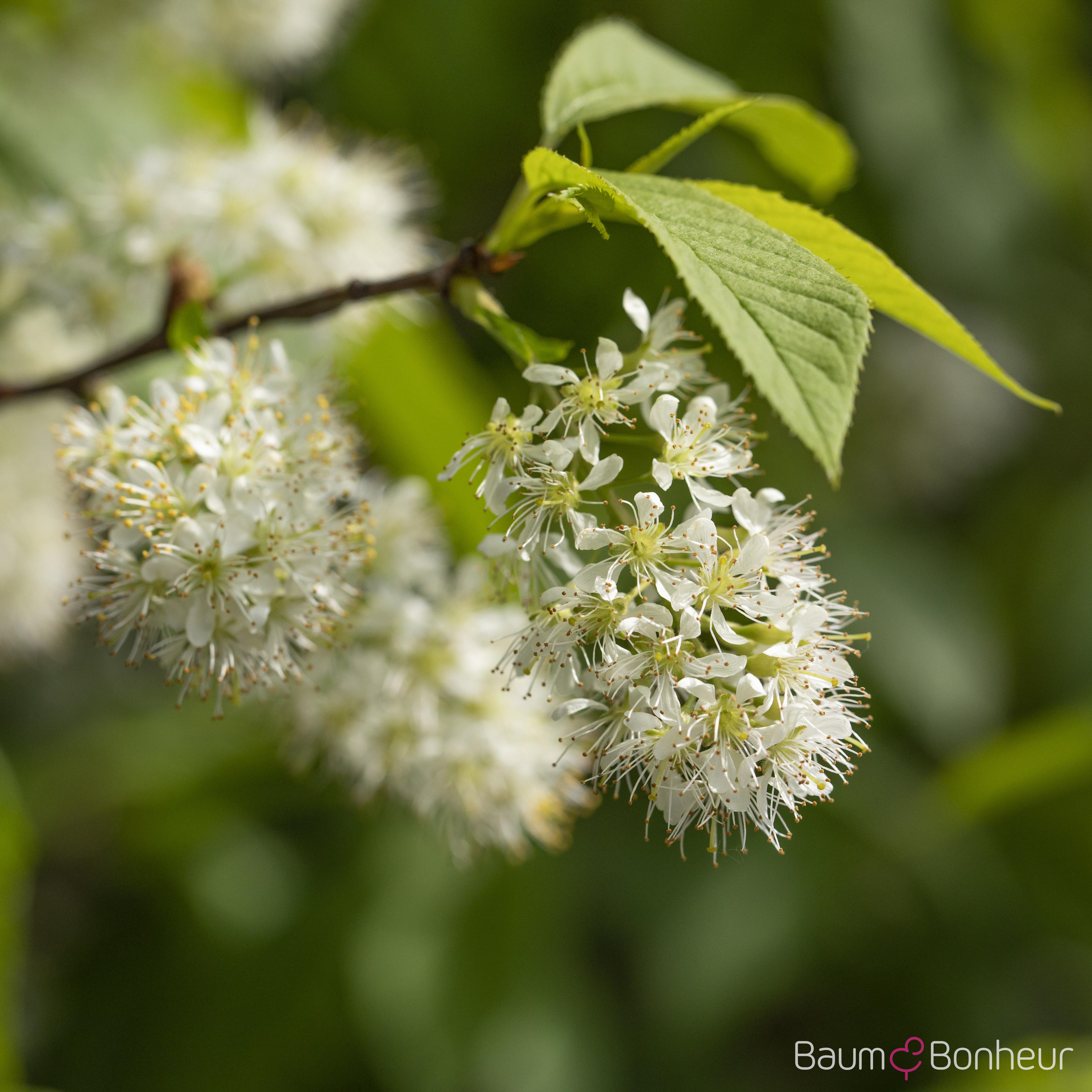 Prunus maackii 'Amber Beauty'