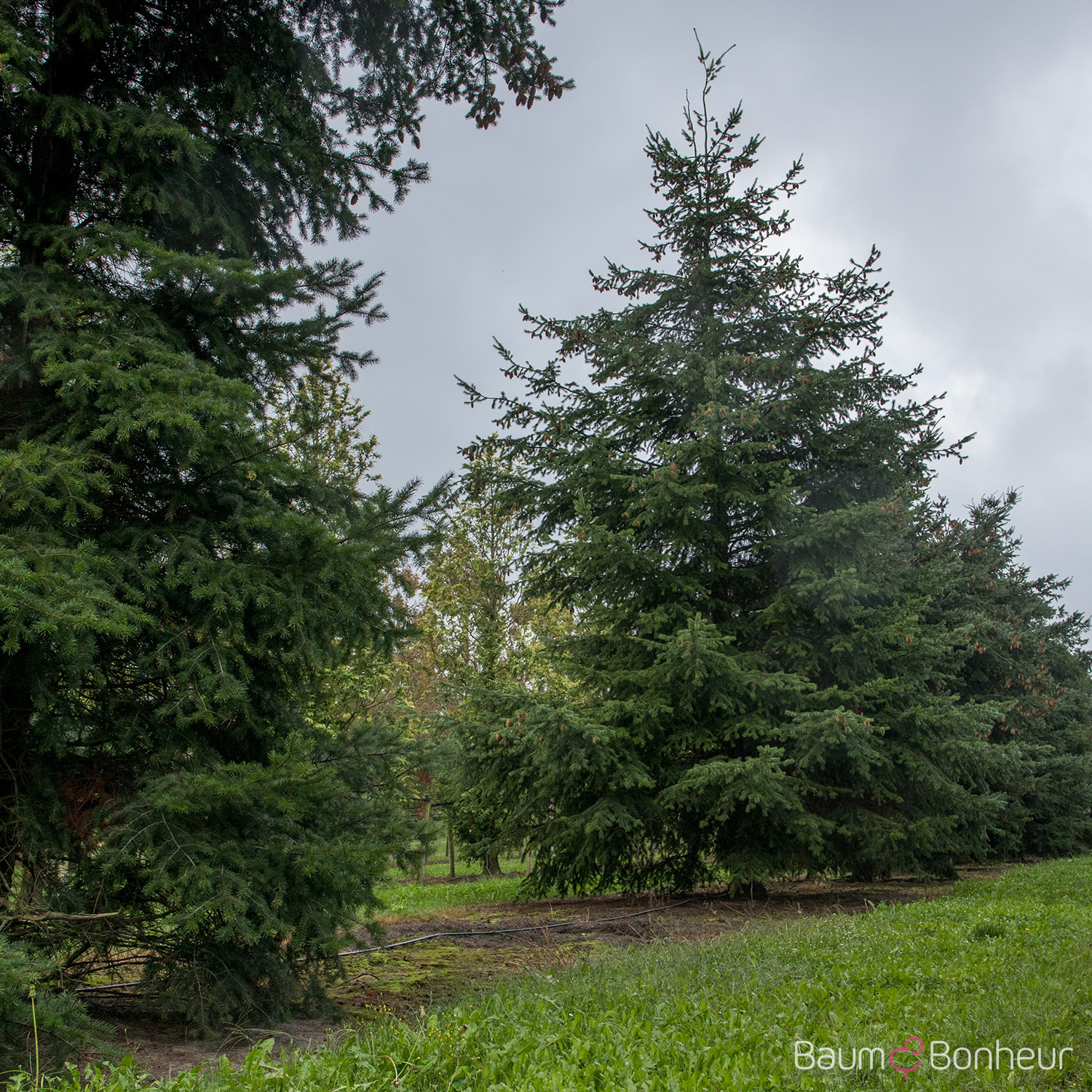 Pseudotsuga menziesii caesia