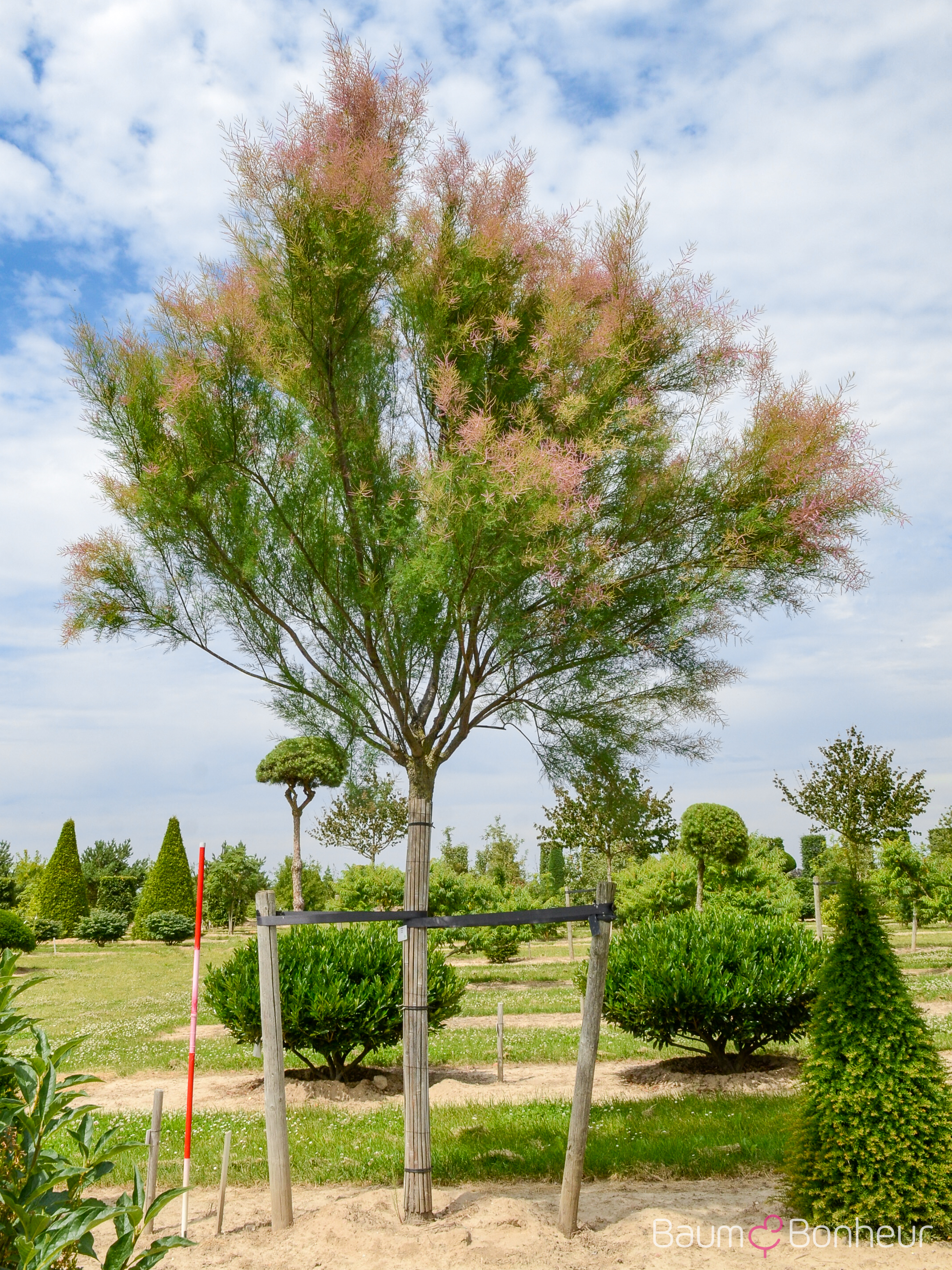 Tamarix parviflora