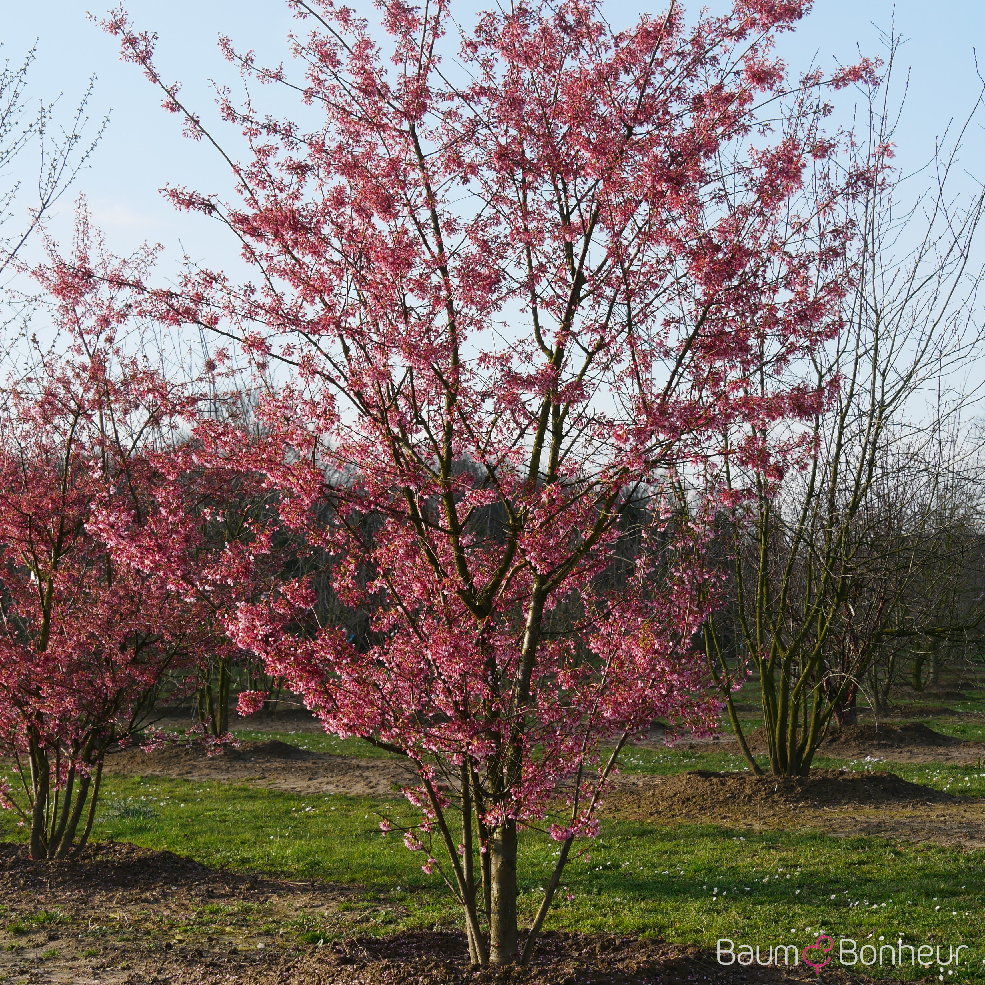 Prunus 'Okame'