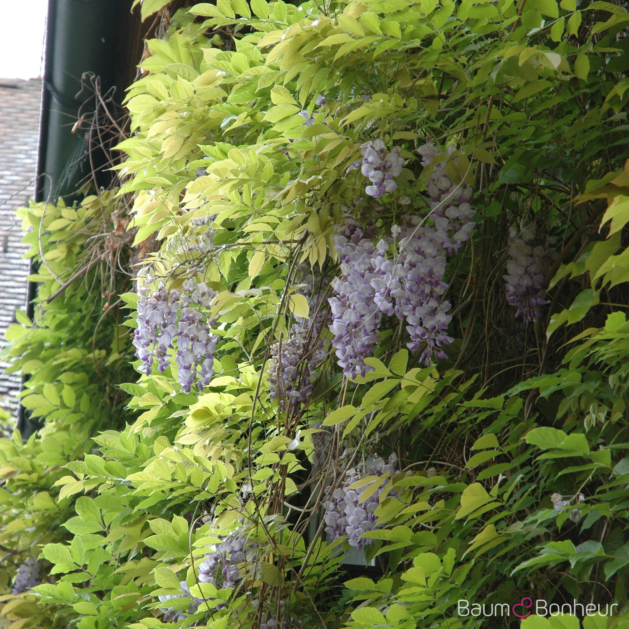 Wisteria floribunda