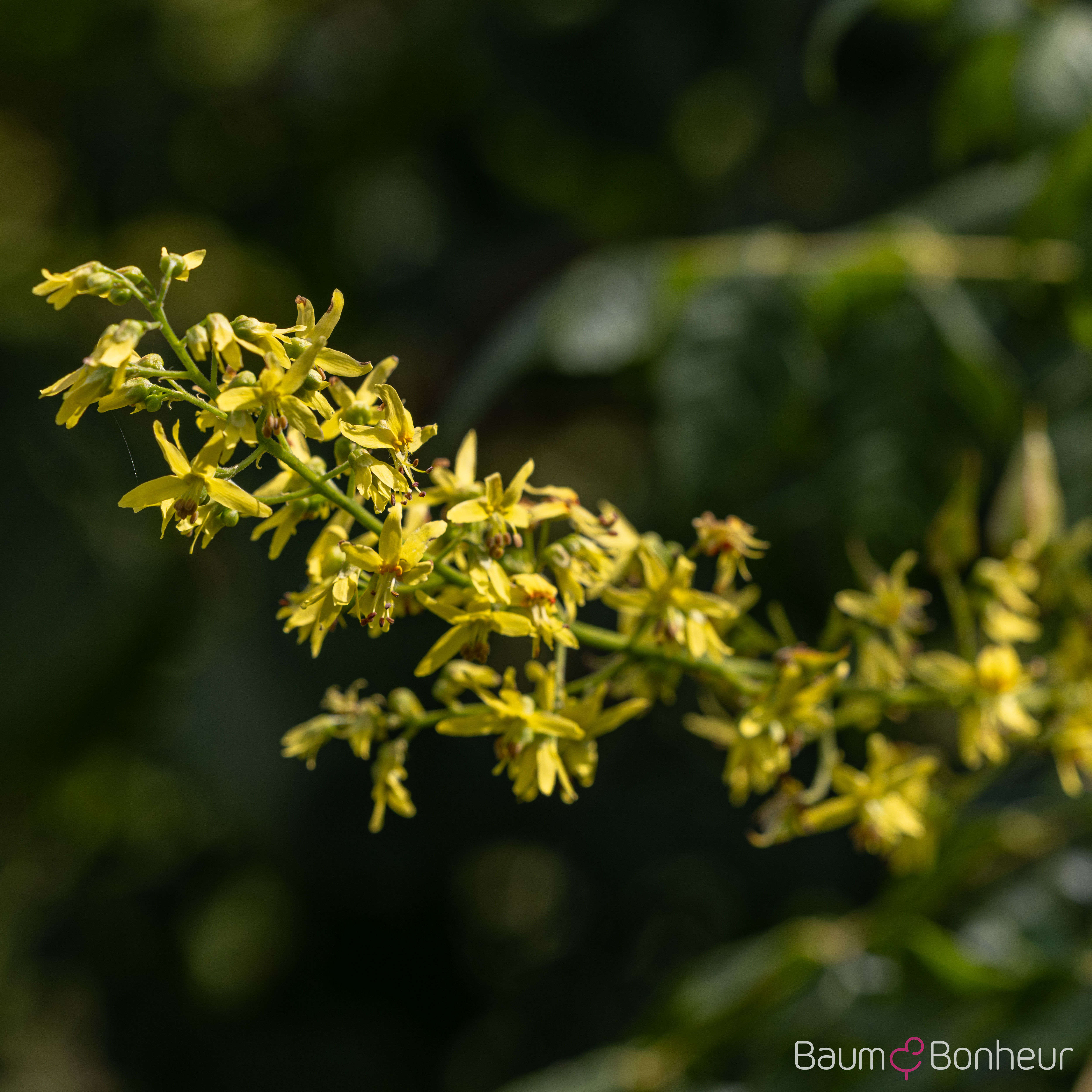 Koelreuteria paniculata