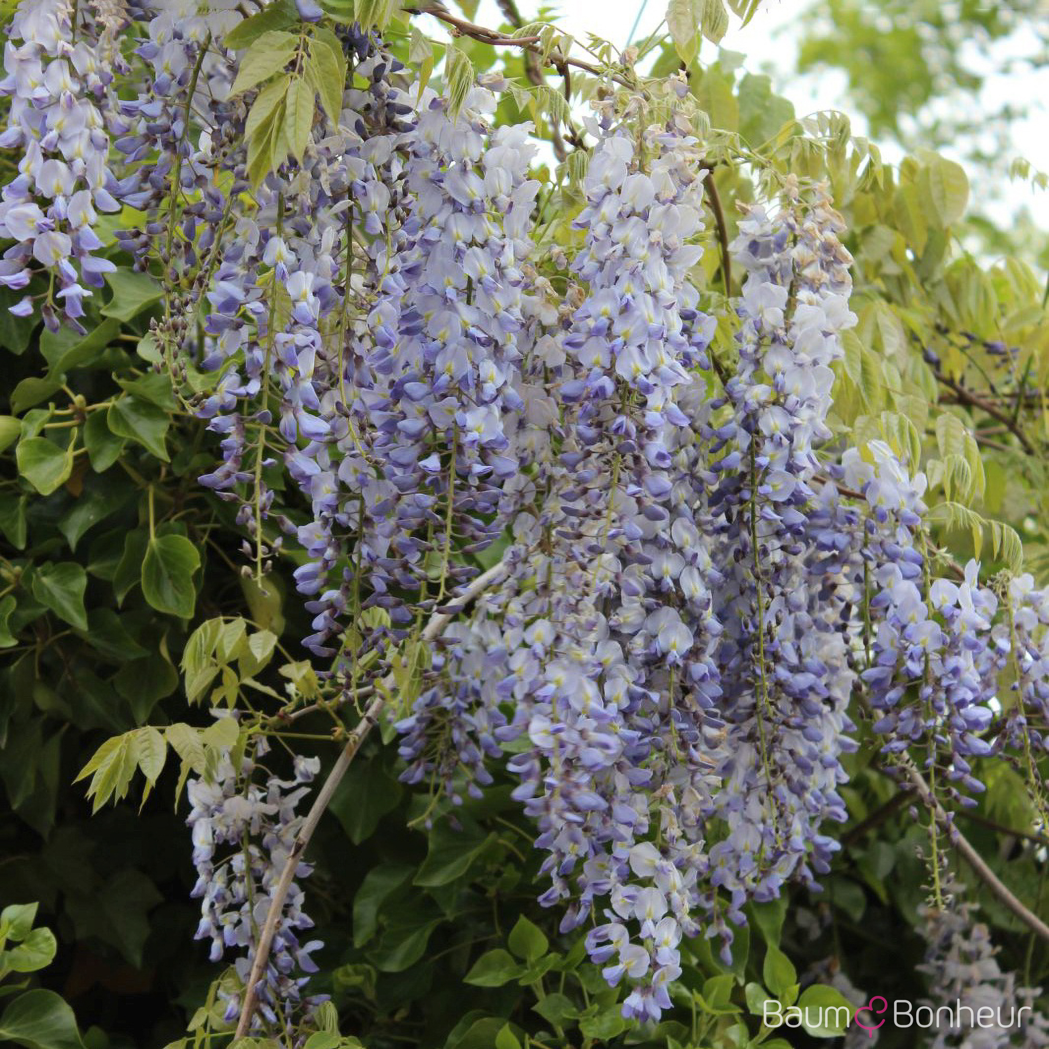 Wisteria sinensis