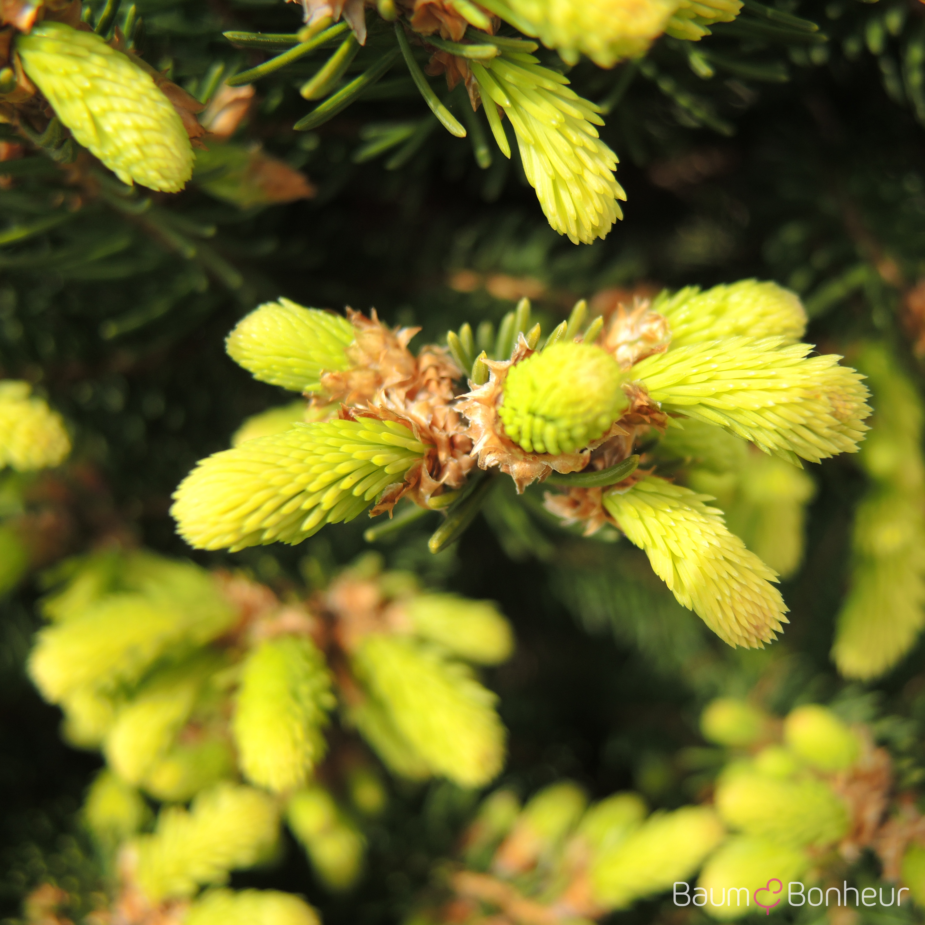 Picea abies 'Ohlendorffii'