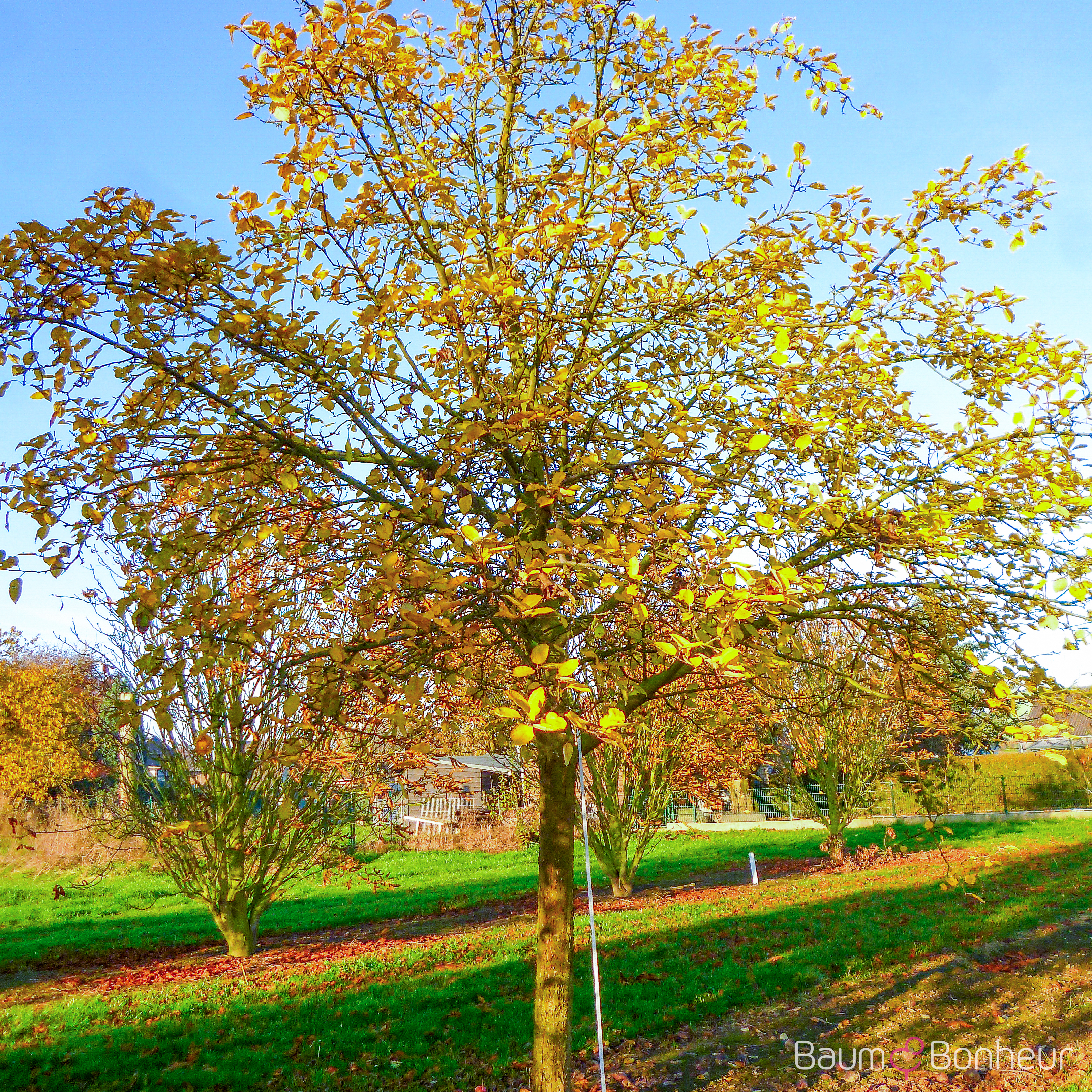 Malus 'Idared'