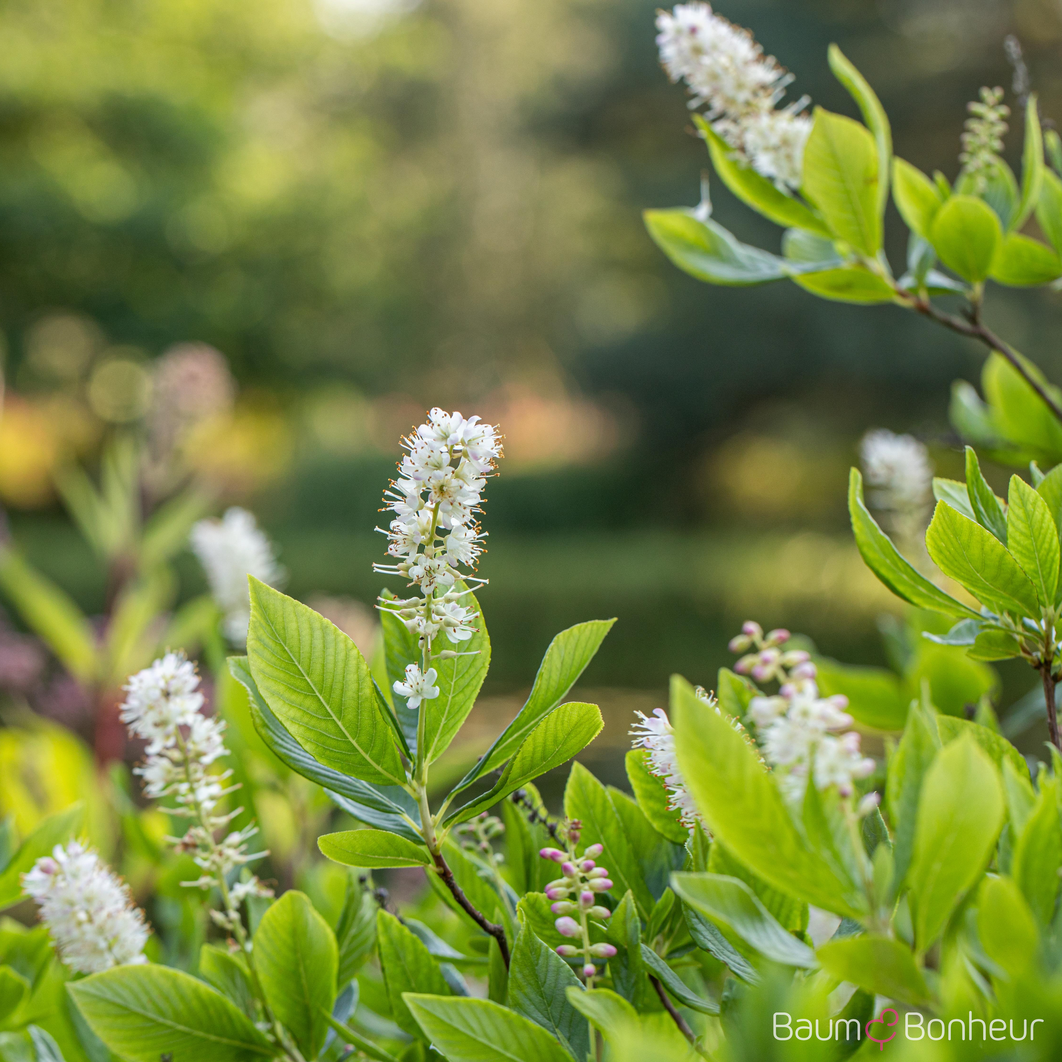 Clethra alnifolia
