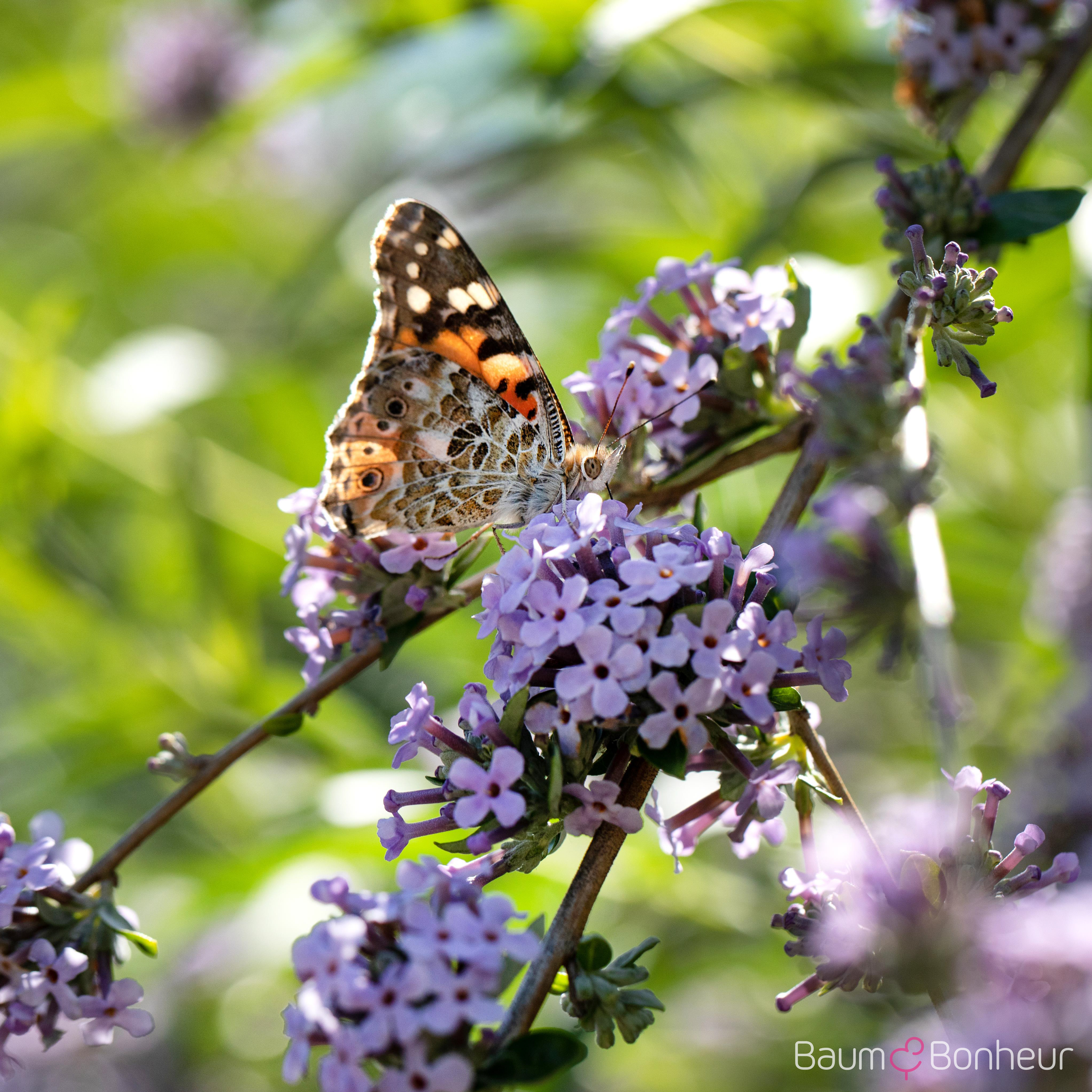 Buddleja alternifolia