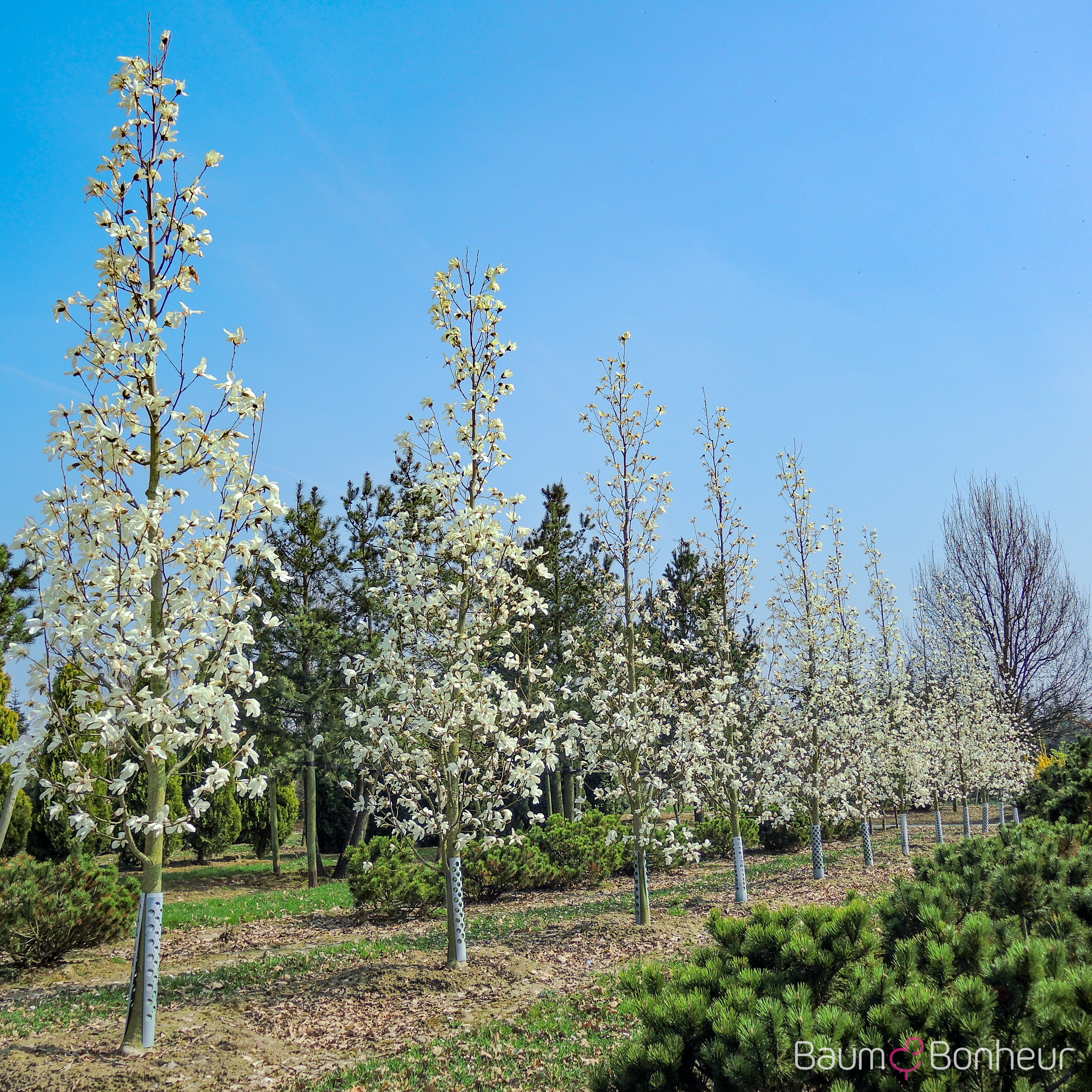 Magnolia biondii