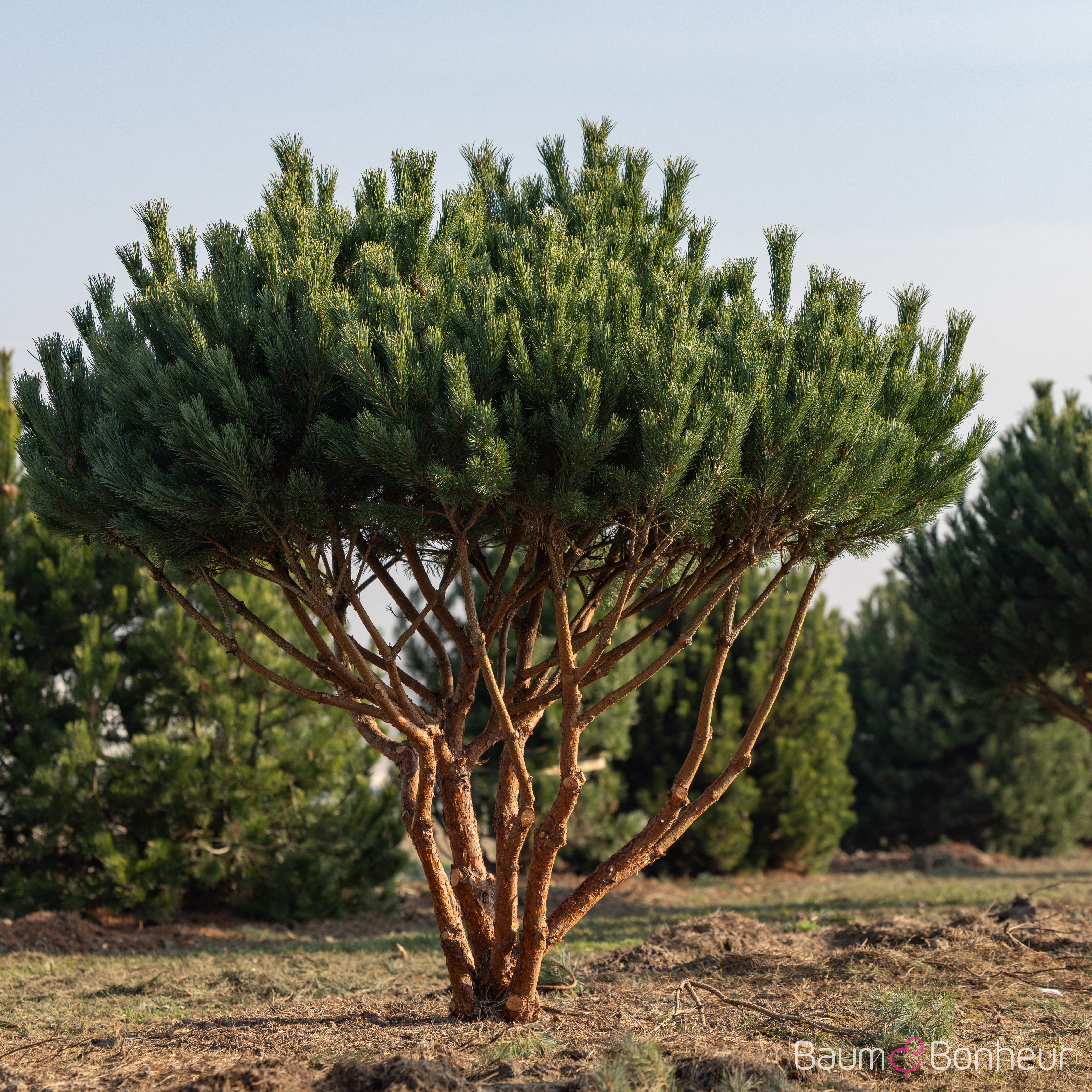 Pinus sylvestris 'Watereri'