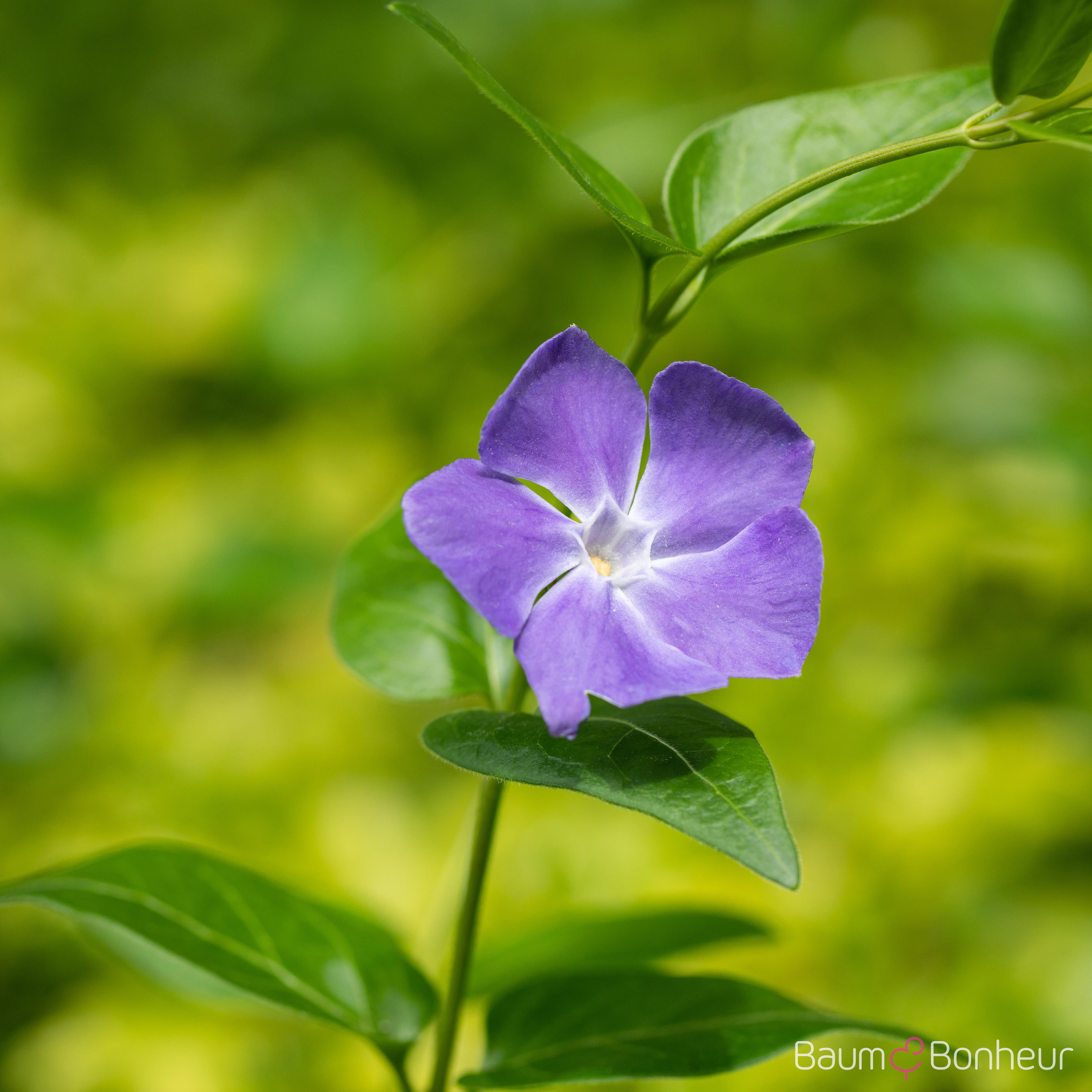 Vinca major