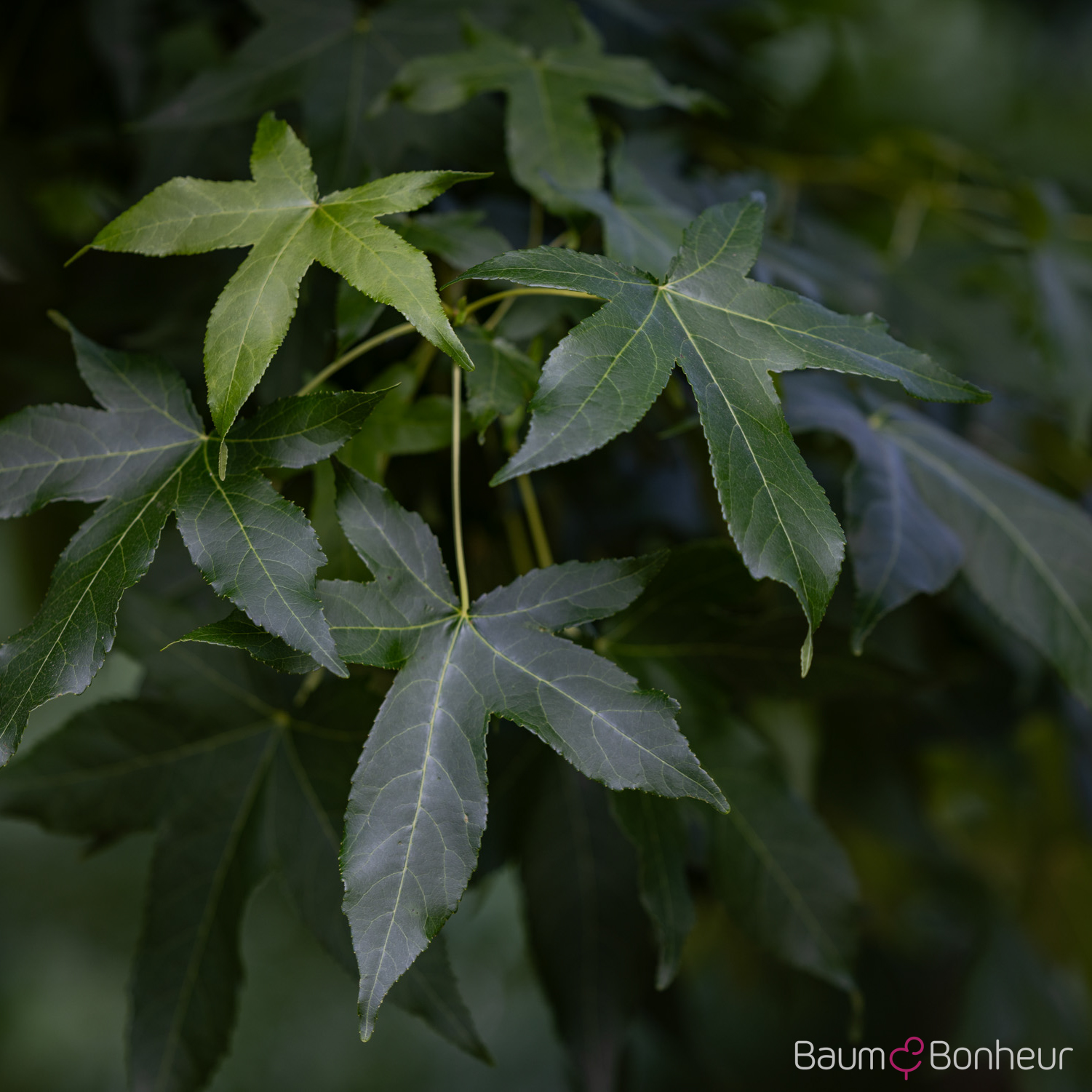 Liquidambar styraciflua