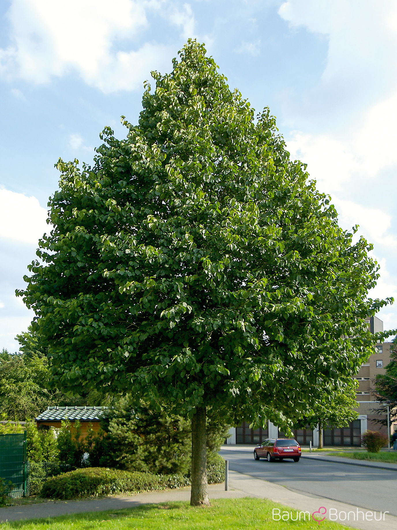 Corylus colurna