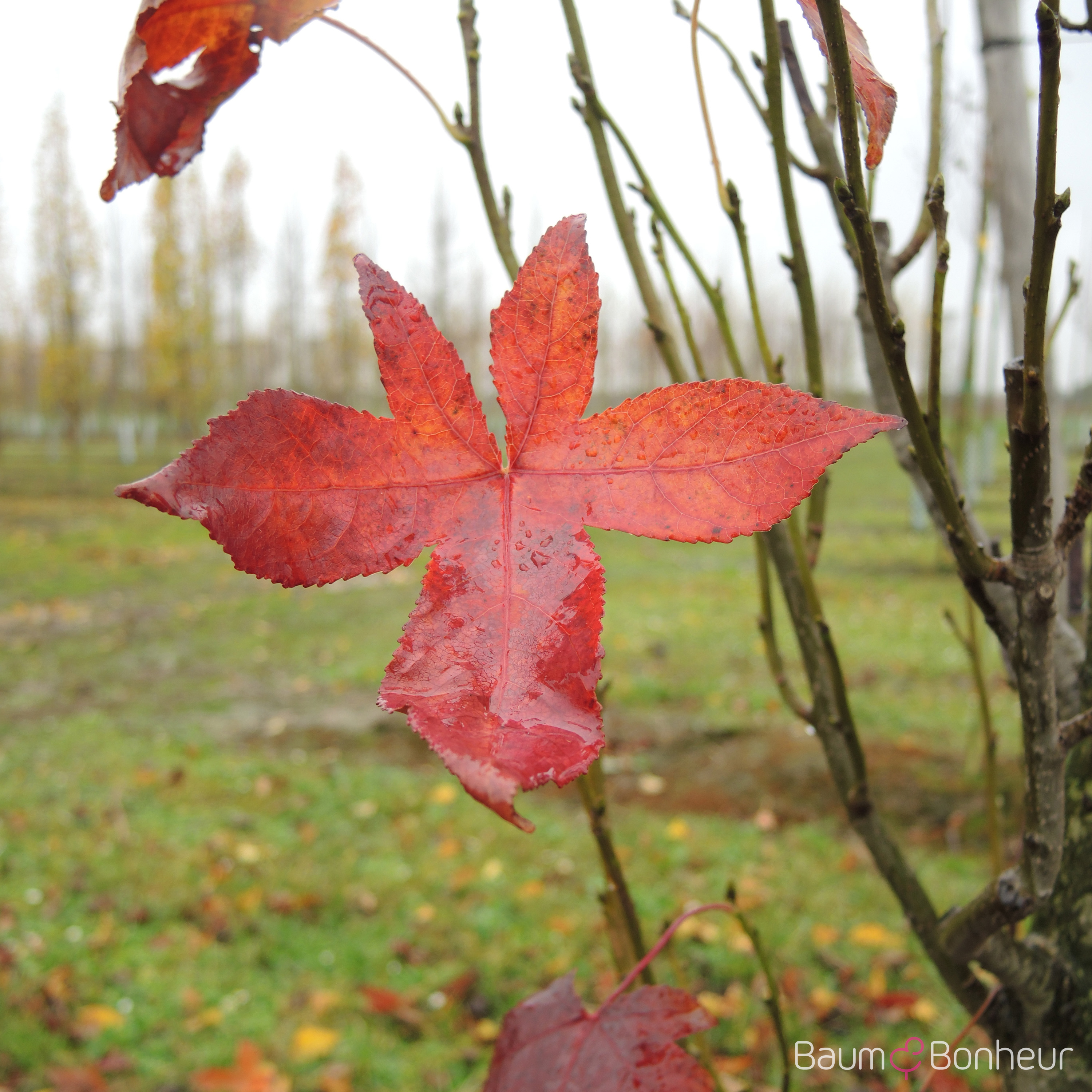 Liquidambar styraciflua 'Slender Silhouette'