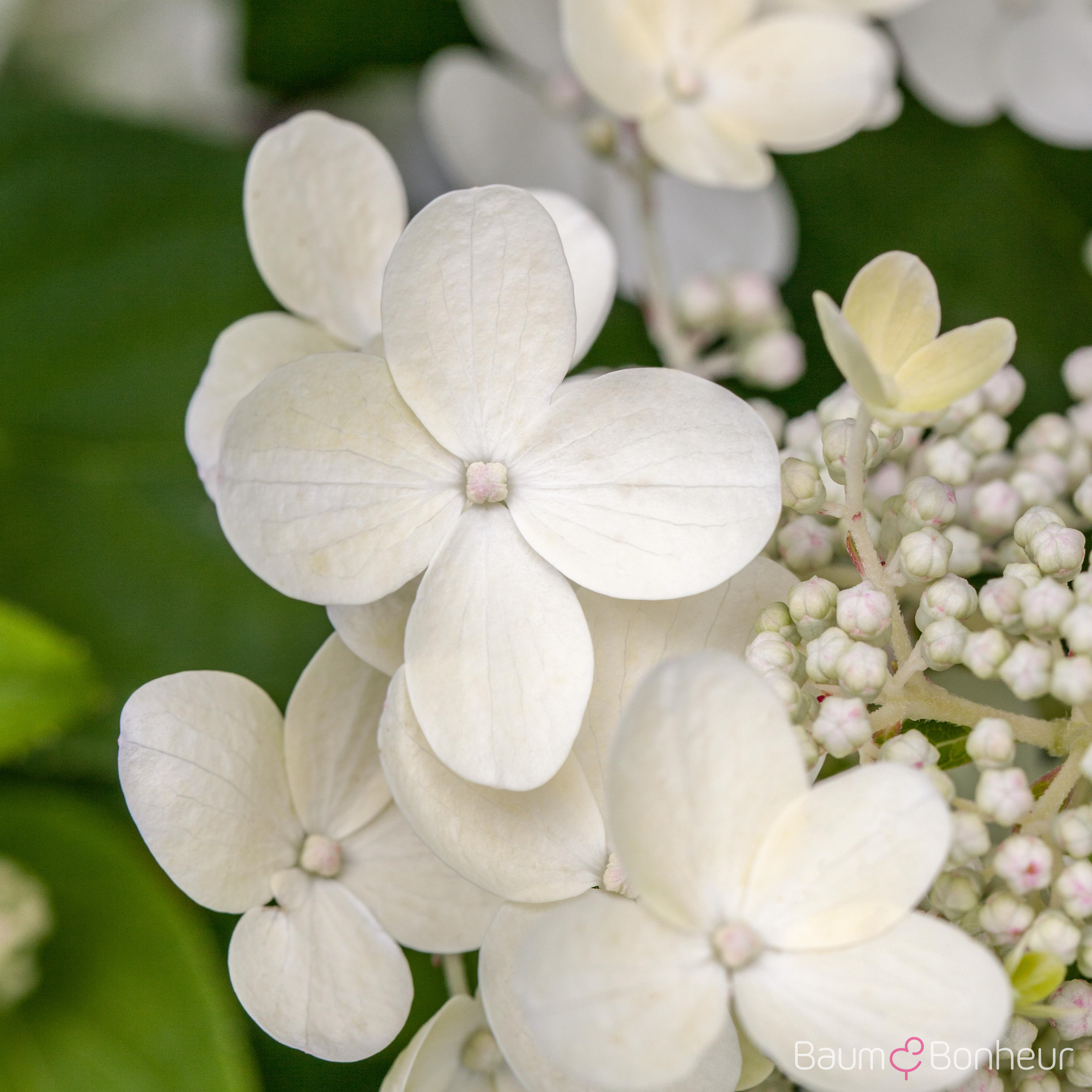 Hydrangea macrophylla 'Lanarth White'