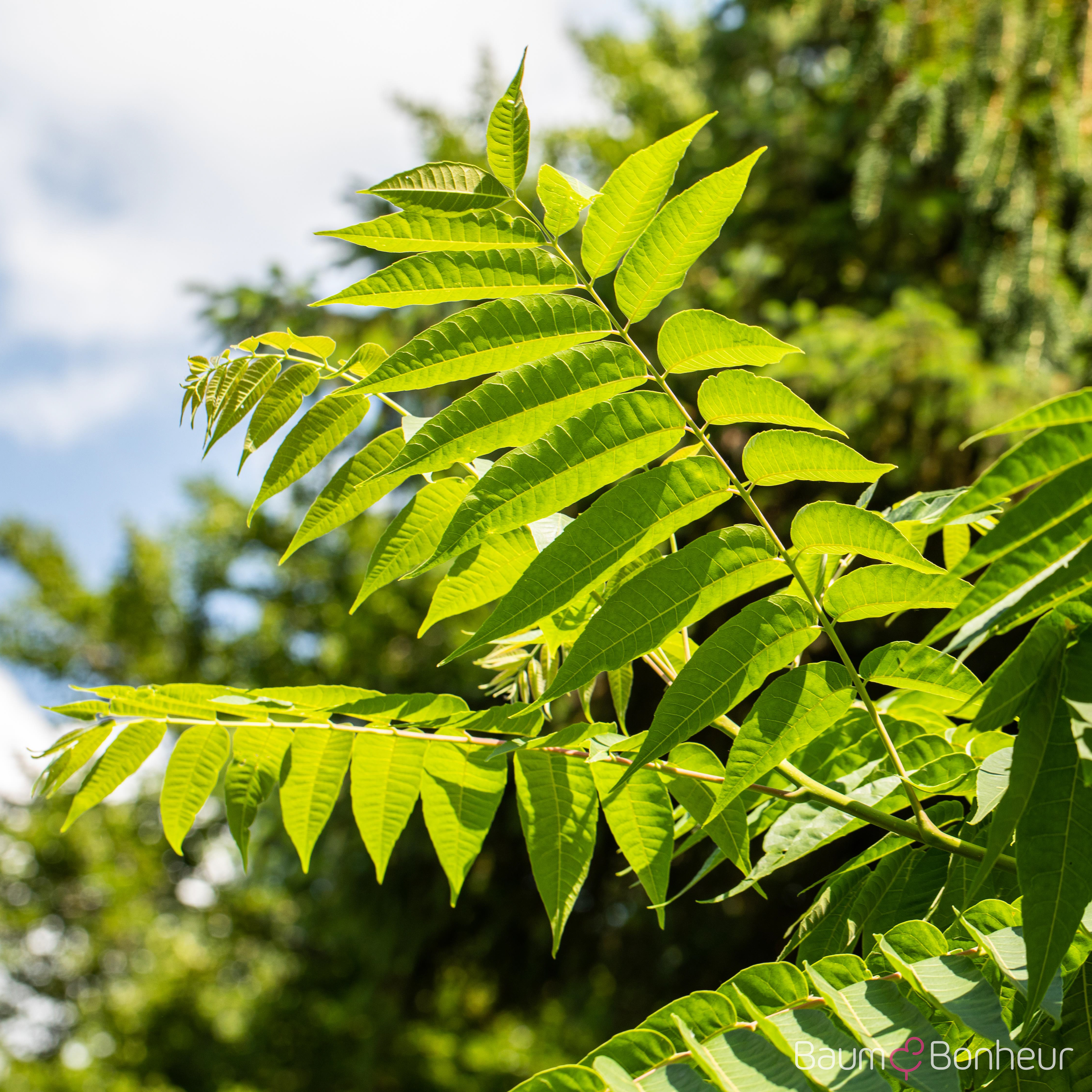 Toona sinensis