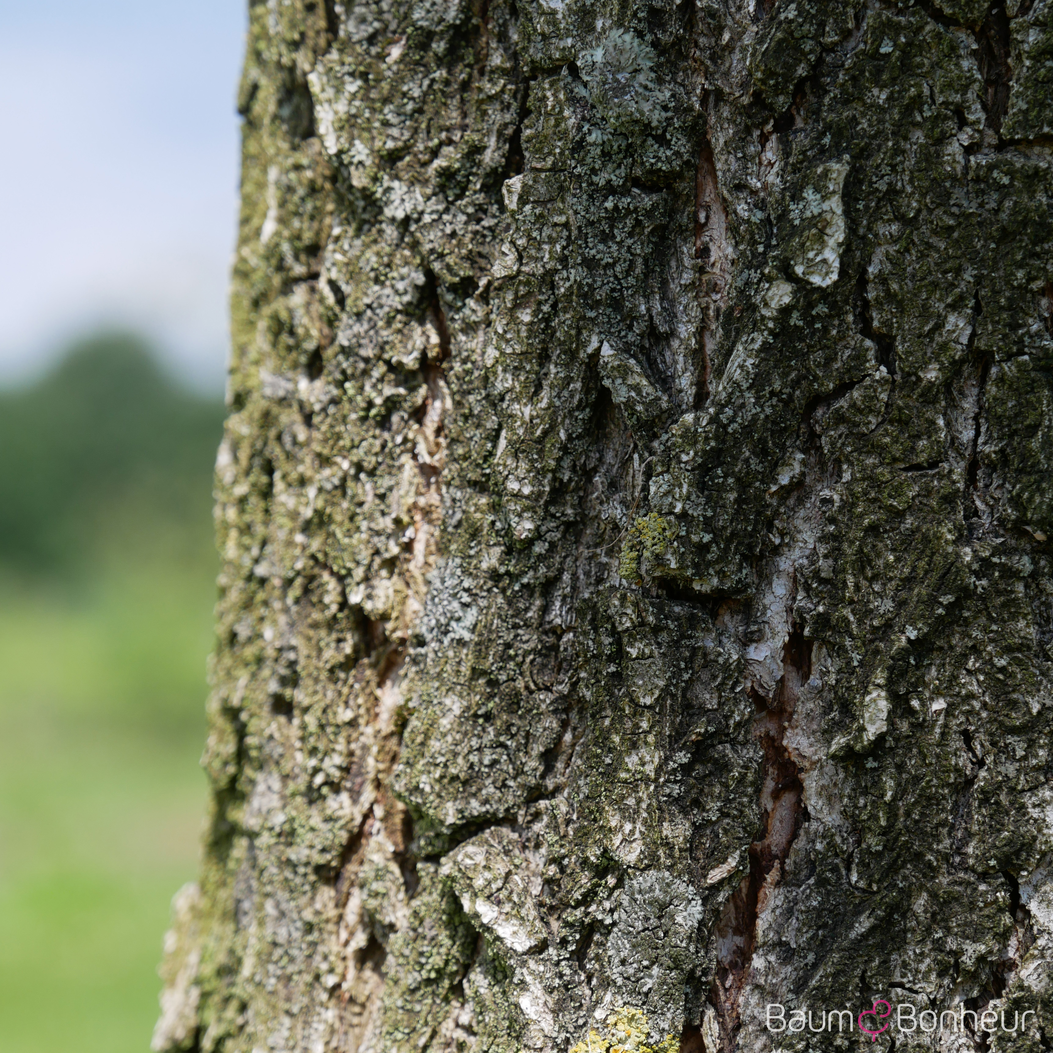 Quercus dentata 'Carl Ferris Miller'