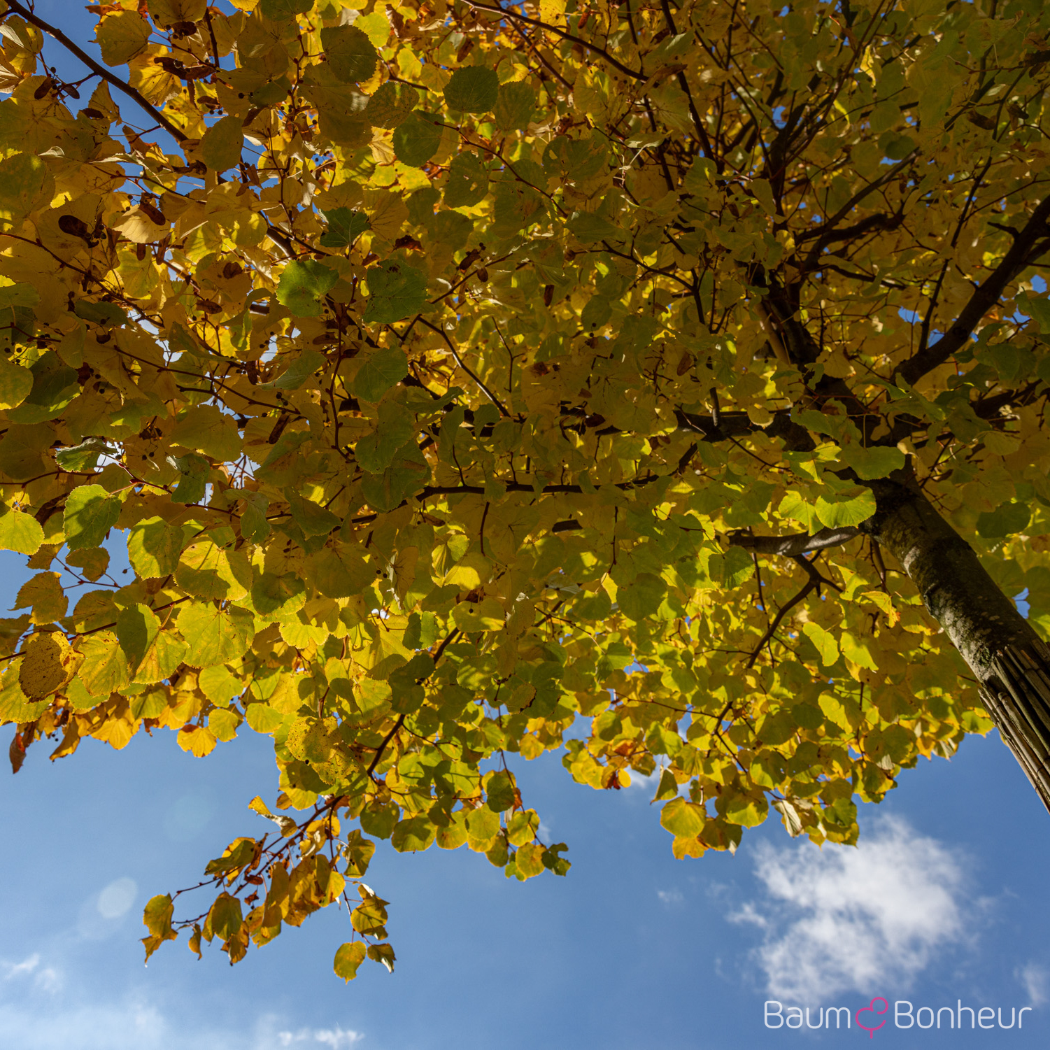 Tilia cordata 'Winter Orange'