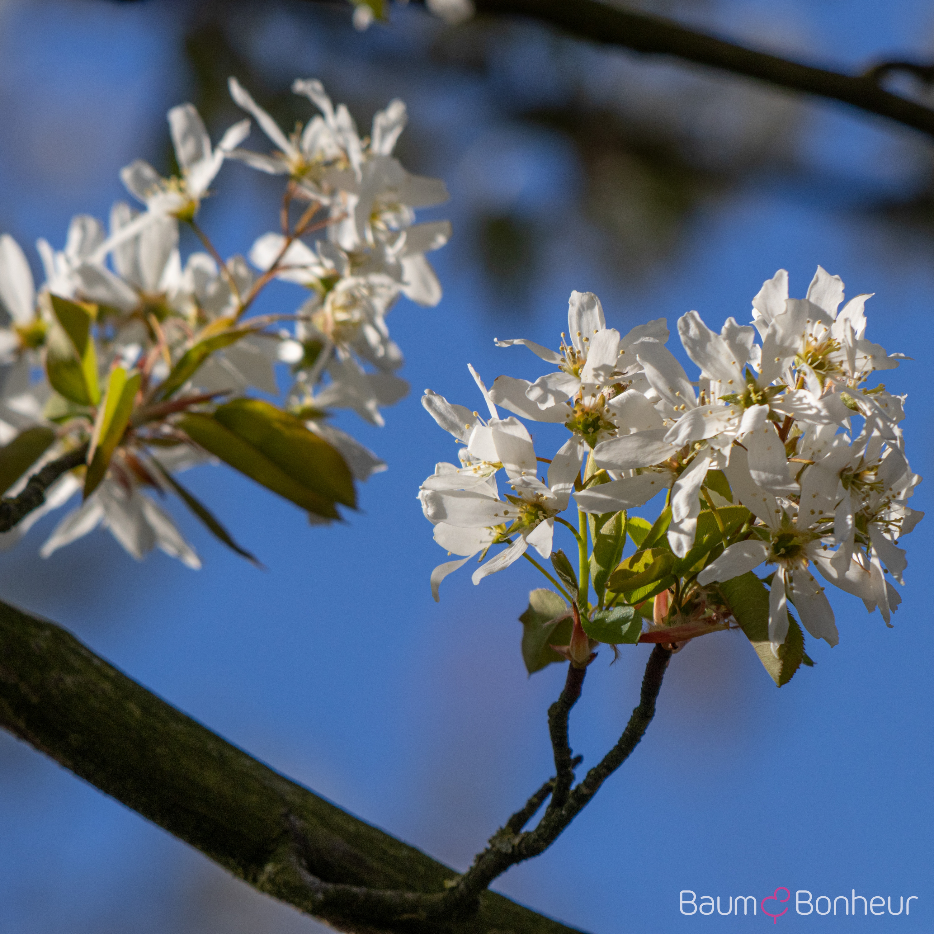 Amelanchier 'Ballerina'