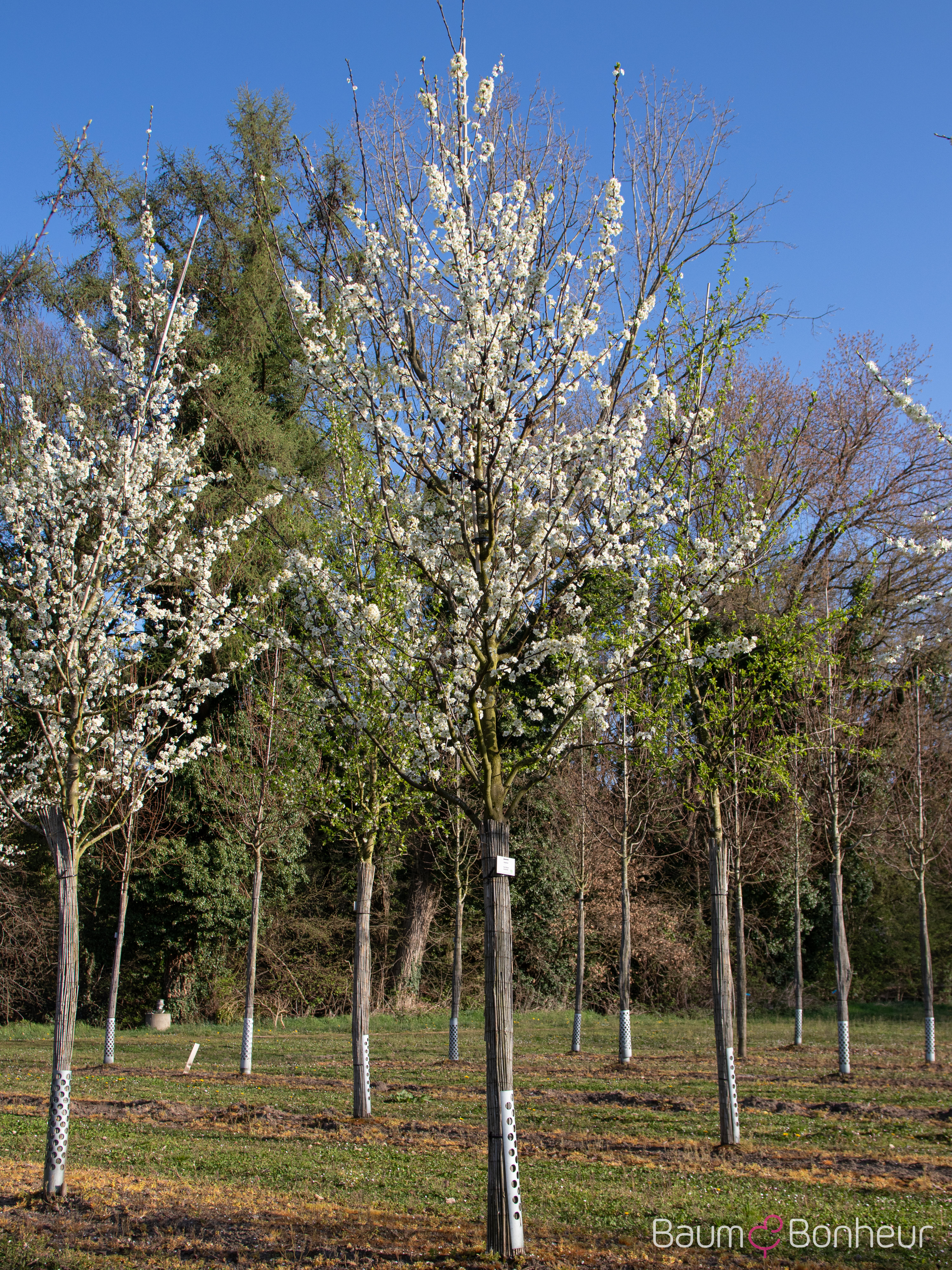 Prunus domestica 'Graf Althans Reneklode'
