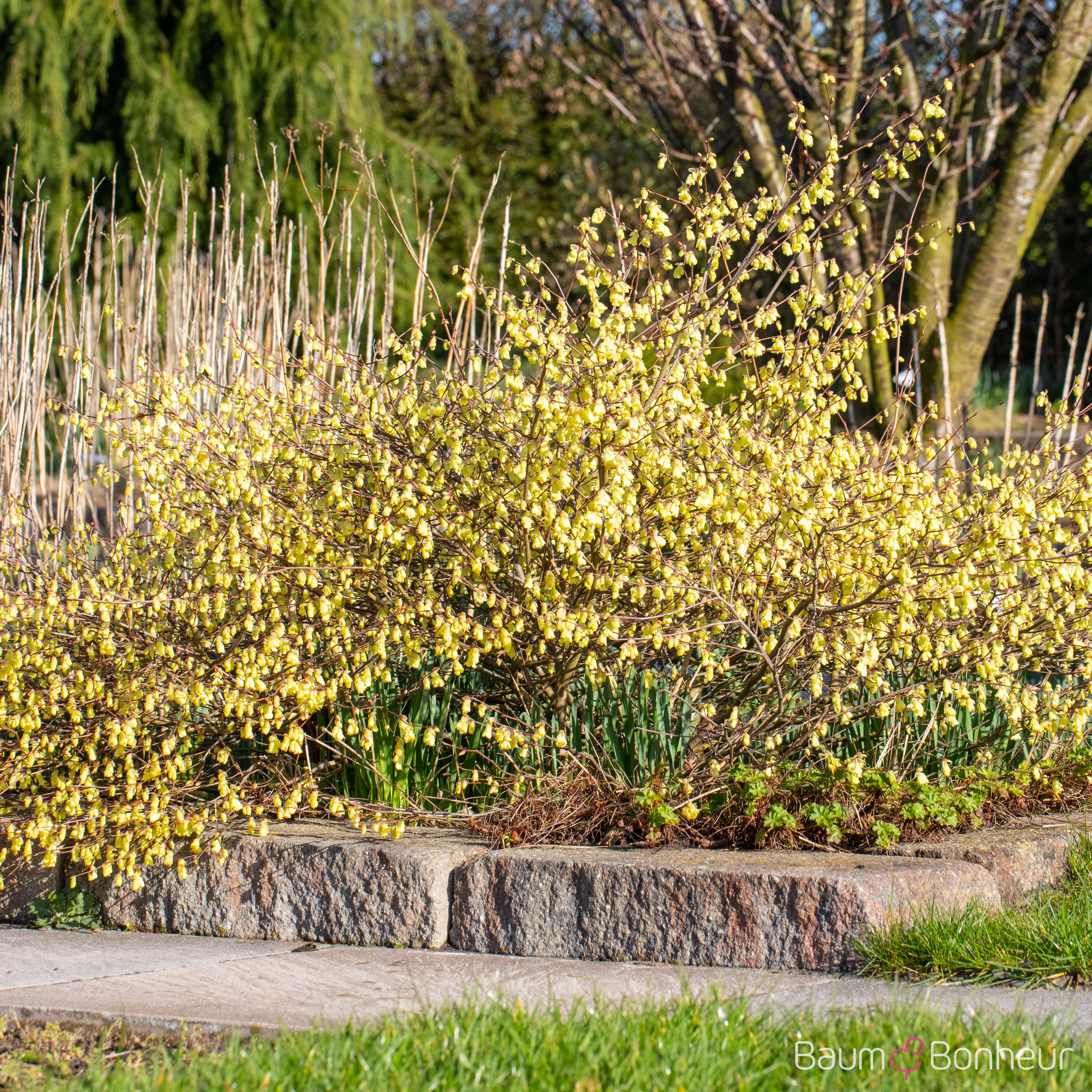 Corylopsis pauciflora