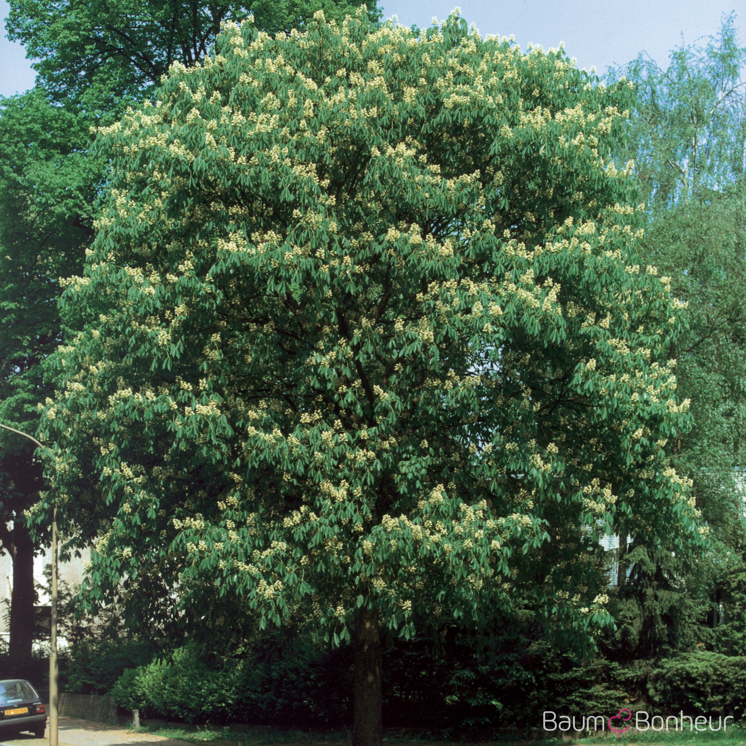 Aesculus flava 'Vestita'