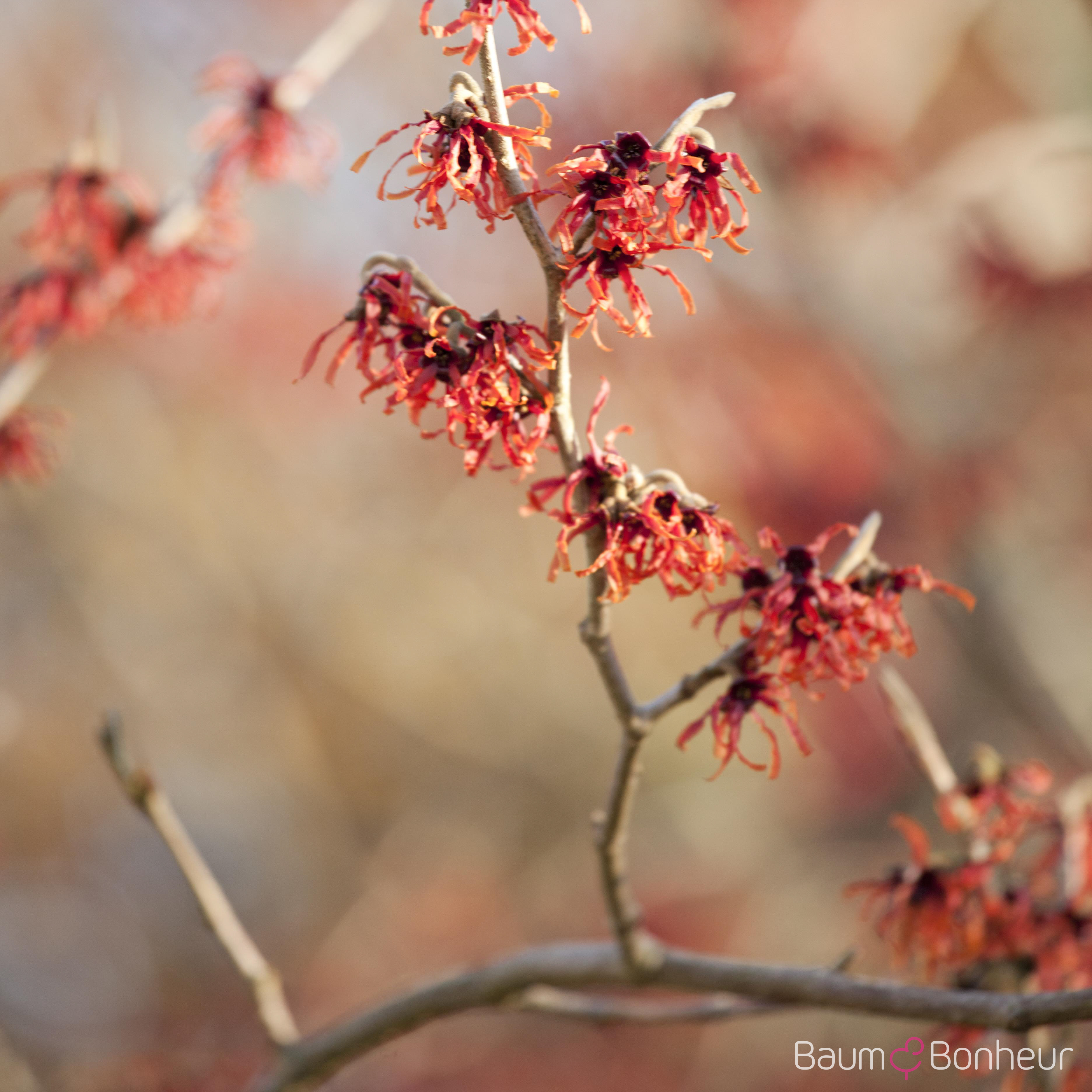 Hamamelis intermedia 'Feuerzauber'