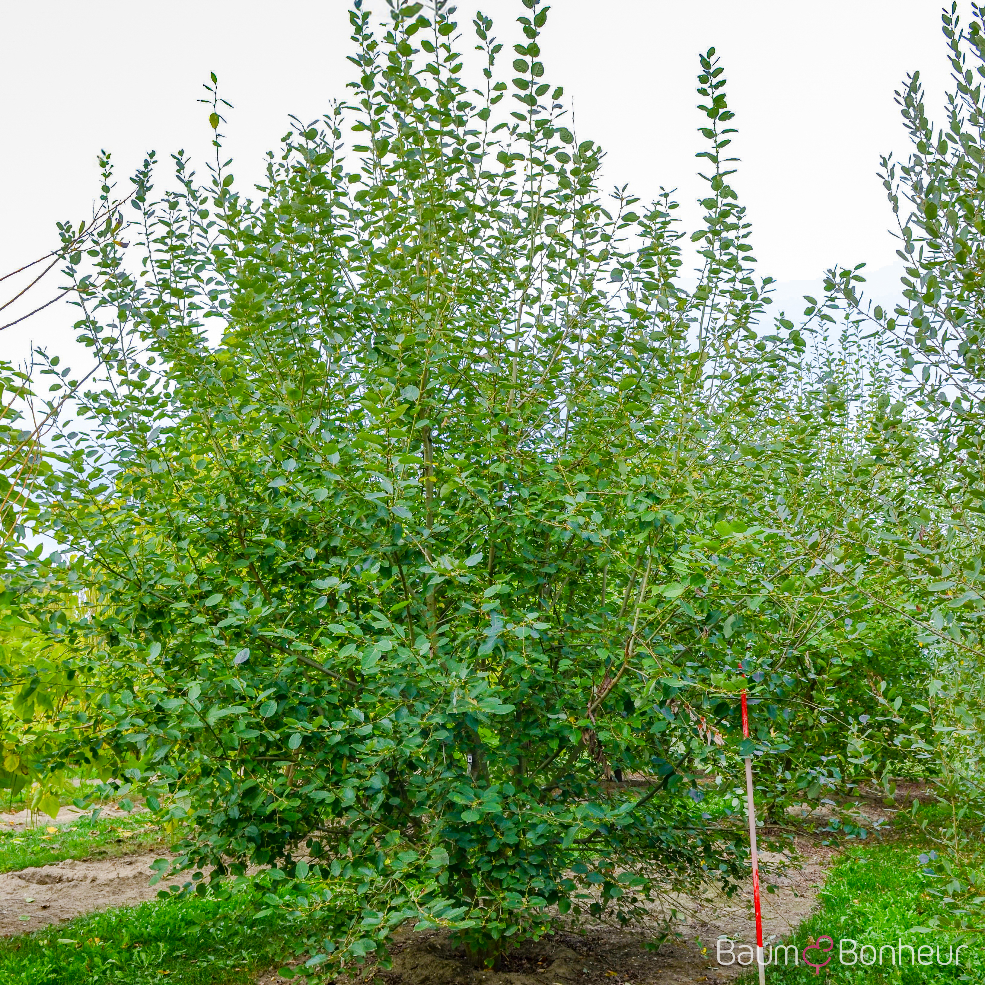Salix caprea 'Mas'