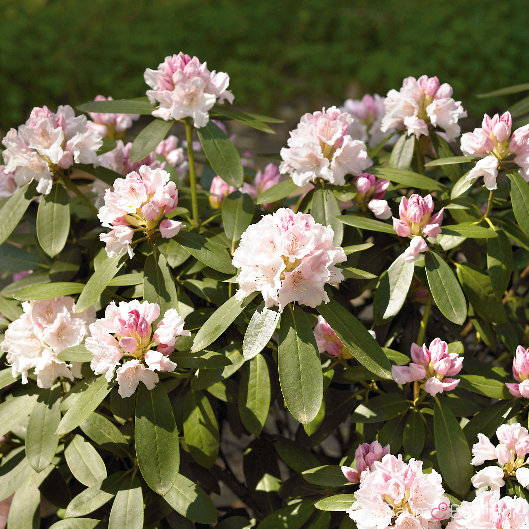 Rhododendron yakushimanum 'Schneekrone'