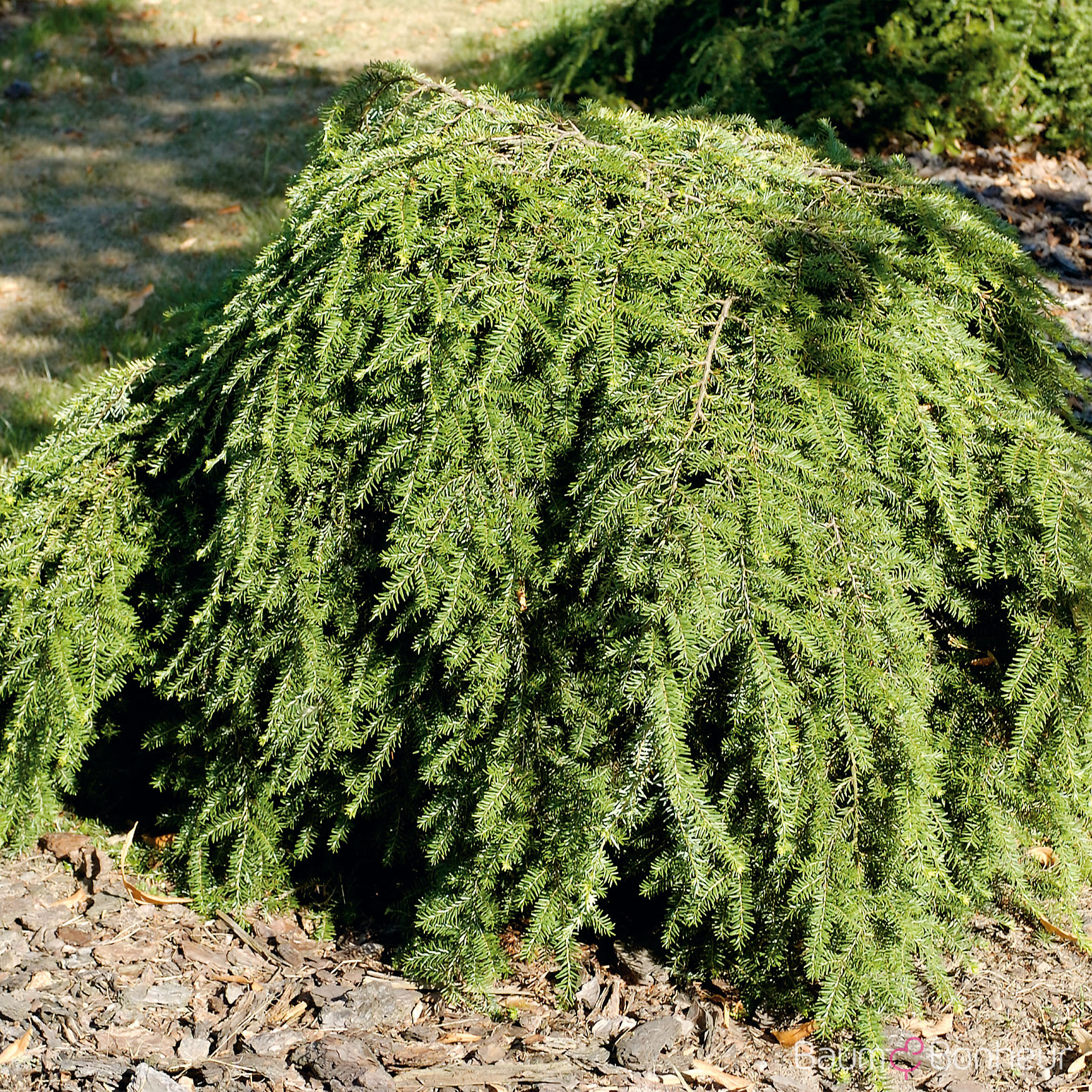 Tsuga canadensis 'Pendula'