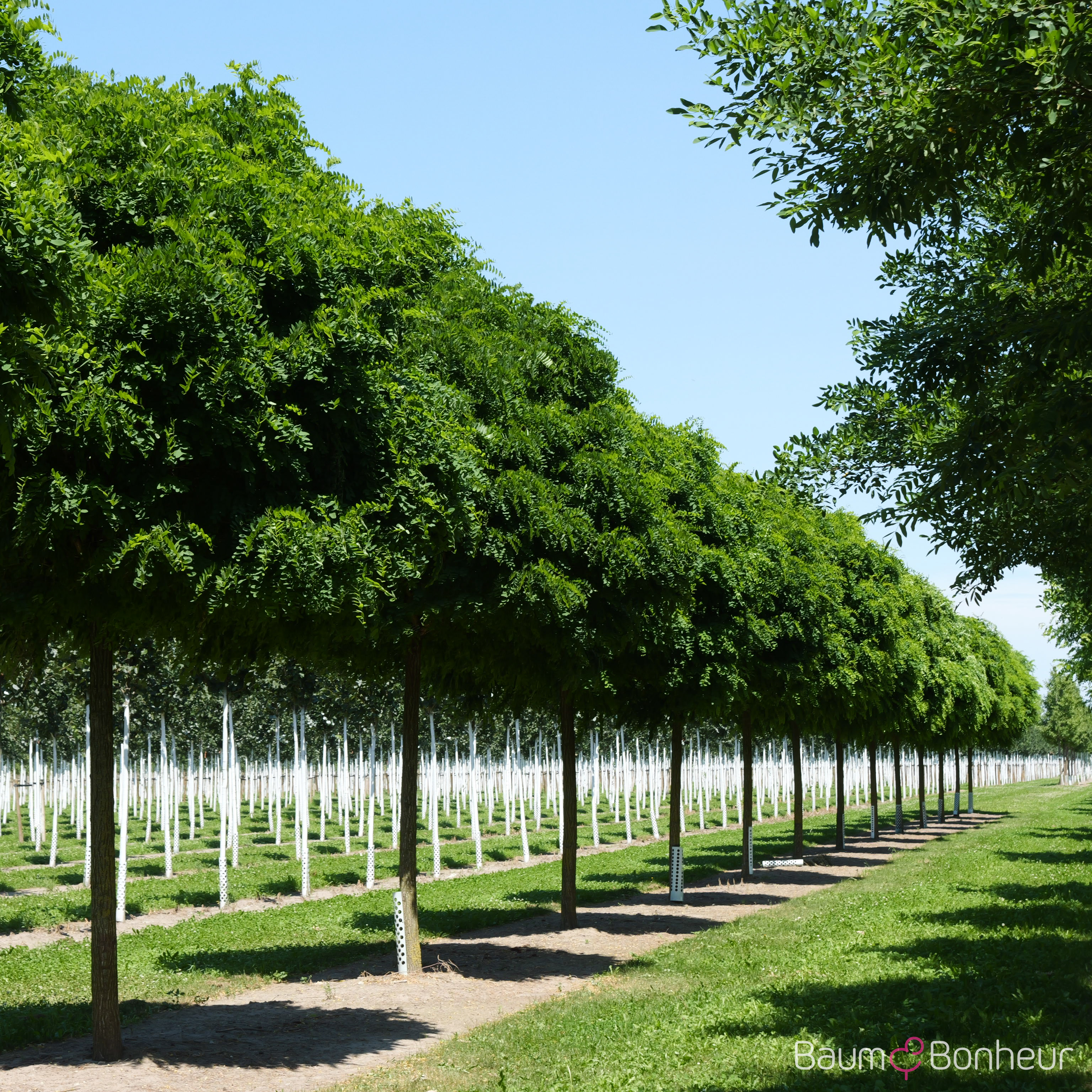 Robinia pseudoacacia 'Umbraculifera'