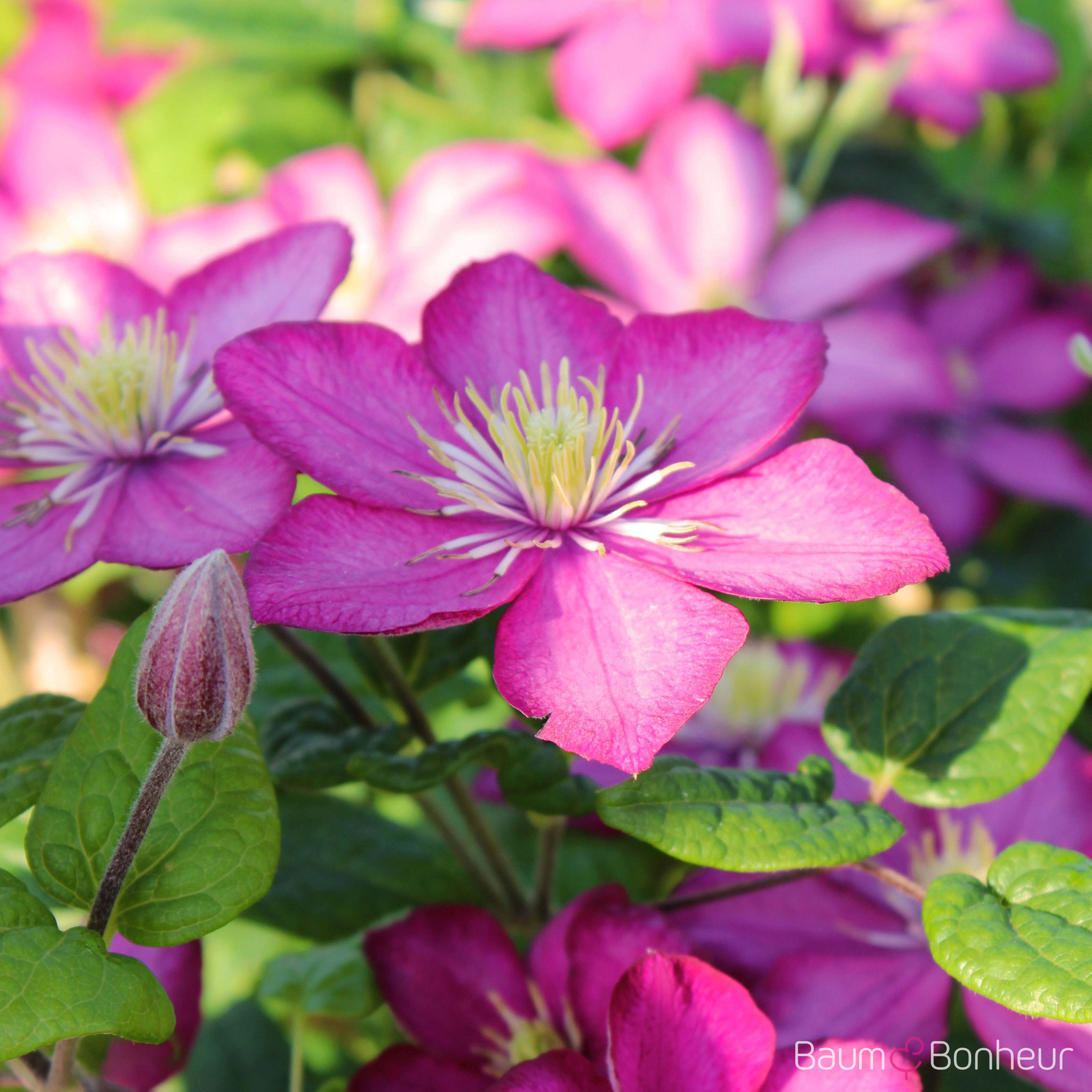 Clematis 'Ville de Lyon'