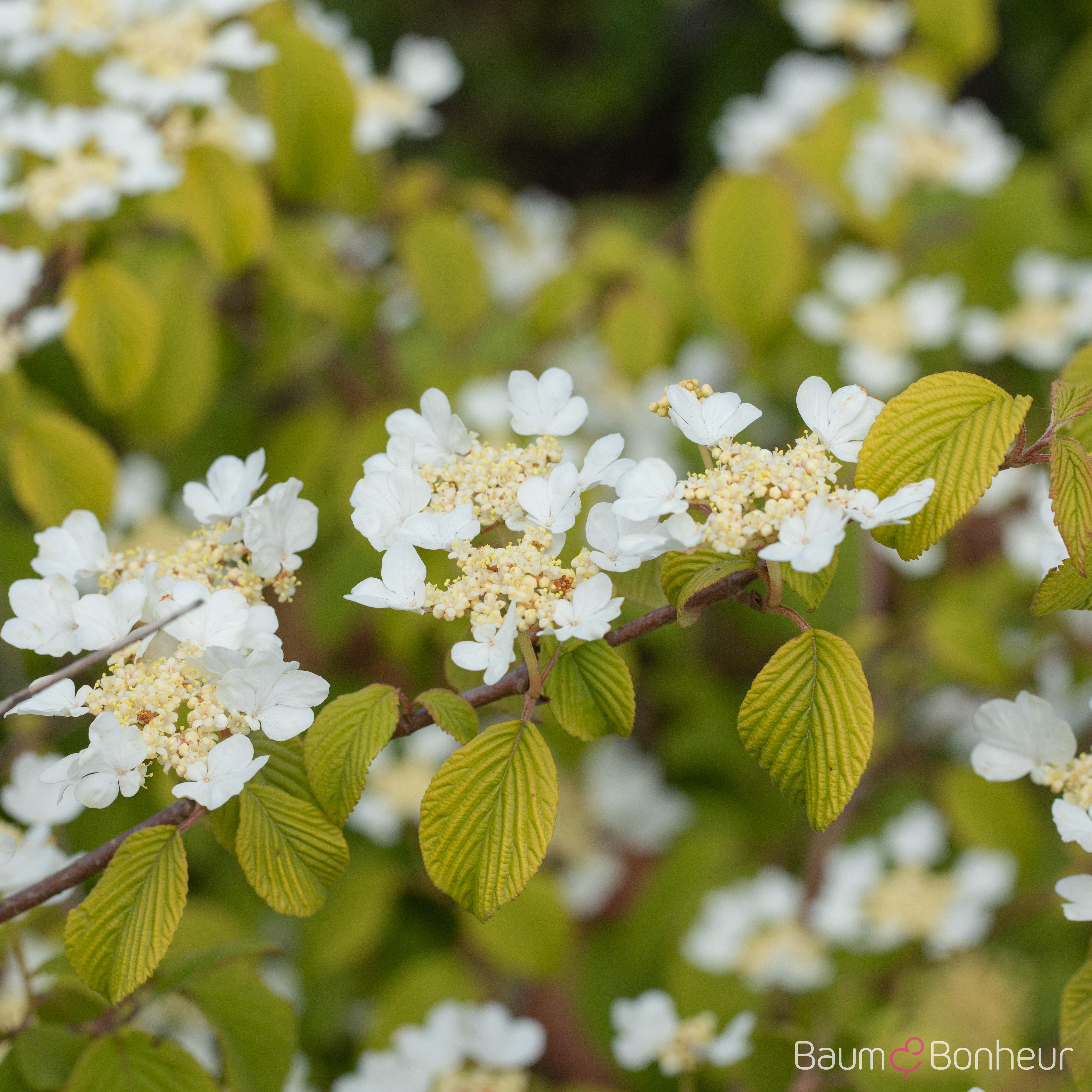 Viburnum plicatum 'Watanabe'