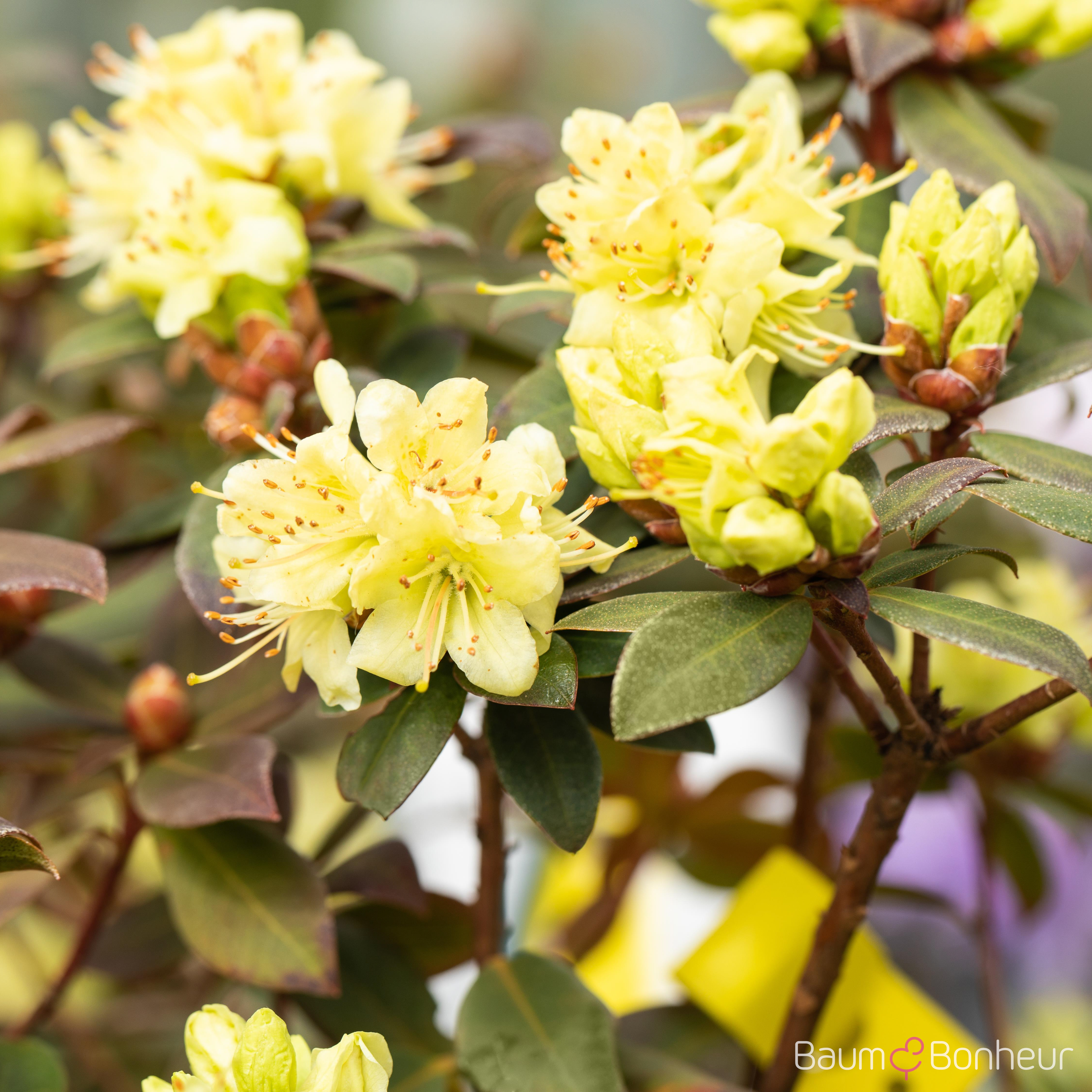 Rhododendron hanceanum 'Princess Anne'